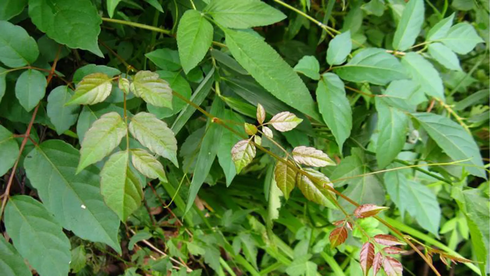 Cây chè dây có nhiều công dụng trong cuộc sống.