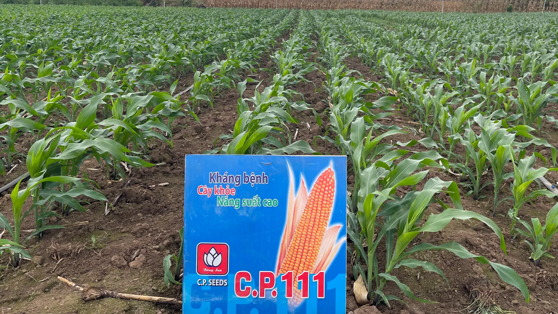 Giống ngô lai đơn CP111.