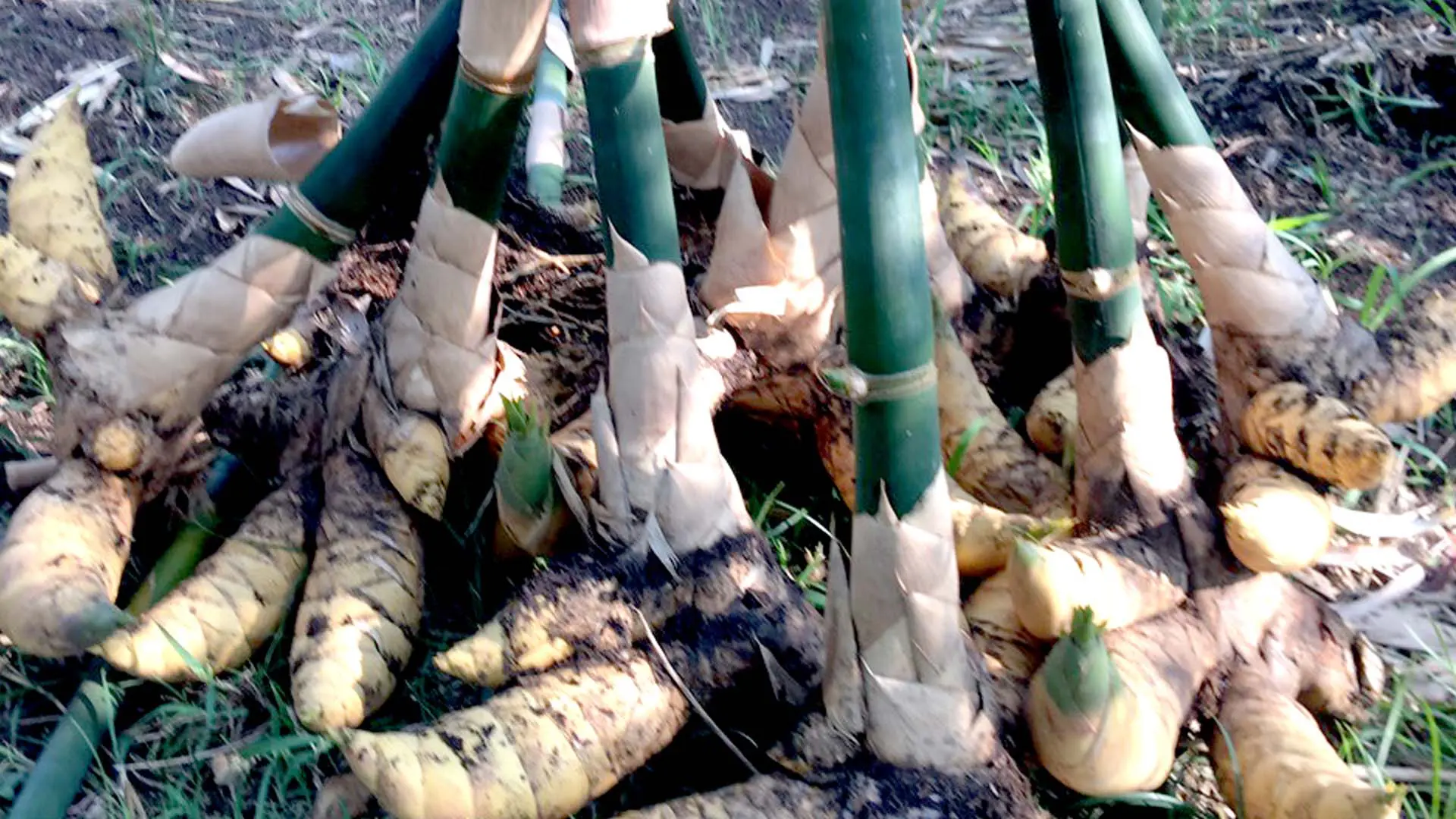 Giống tre Lục Trúc lấy măng.