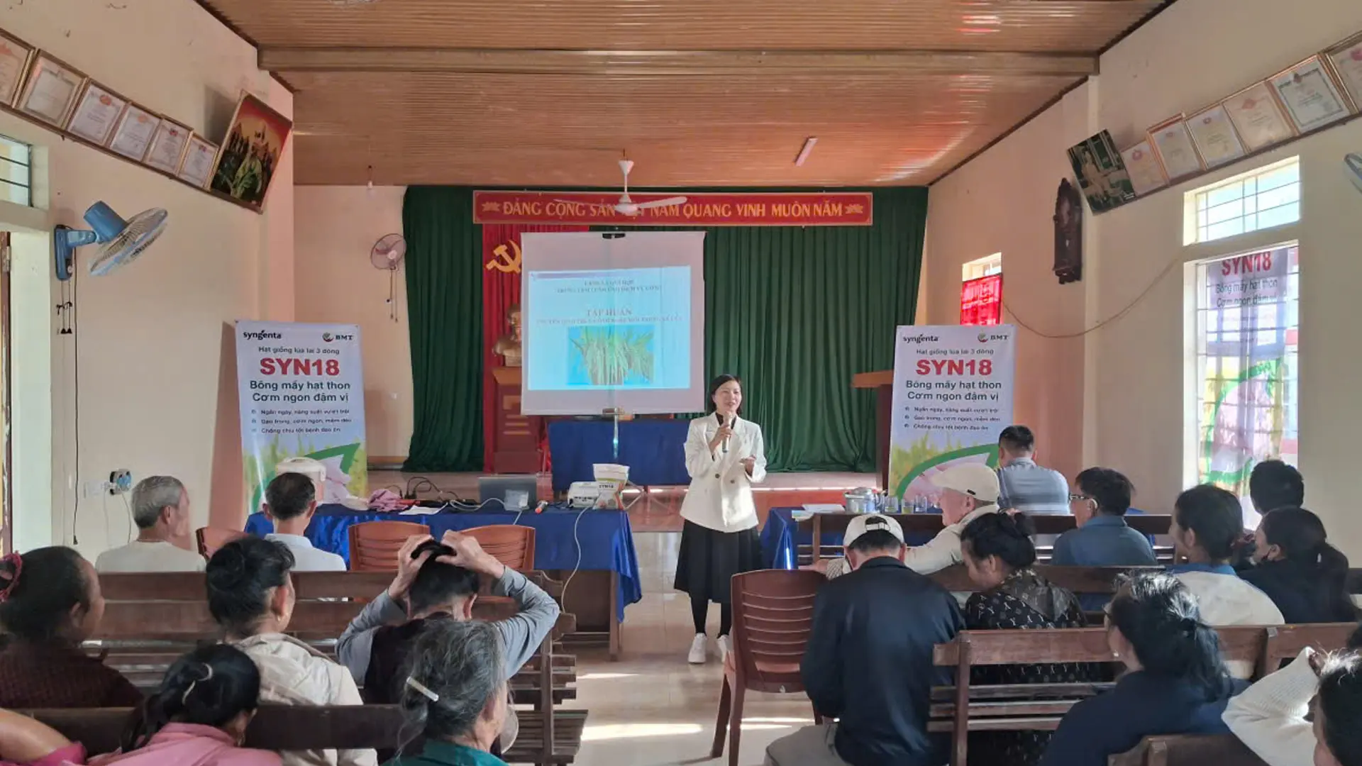 Giống lúa lai 3 dòng SYN18 có nhiều triển vọng tại địa phương.