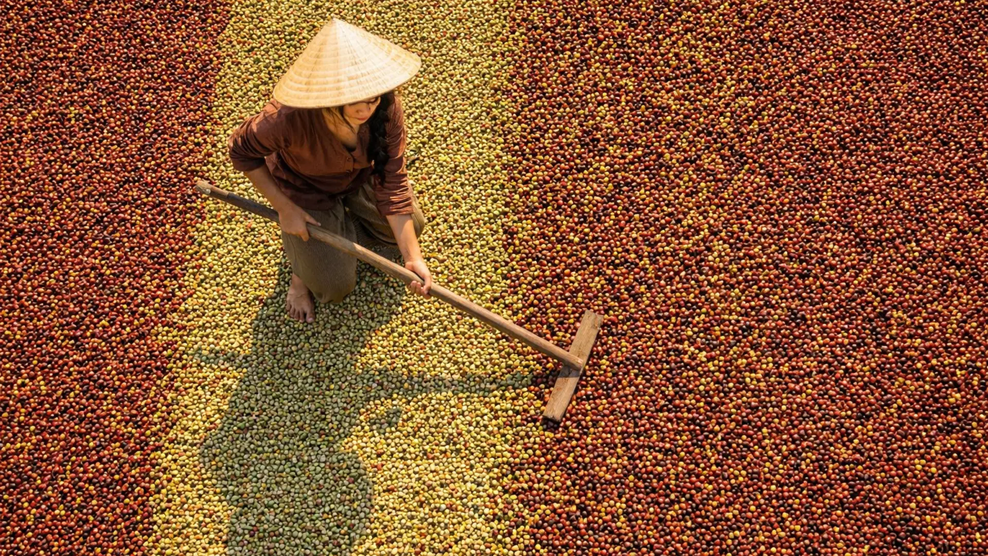 Cà phê được sản xuất tại Việt Nam.