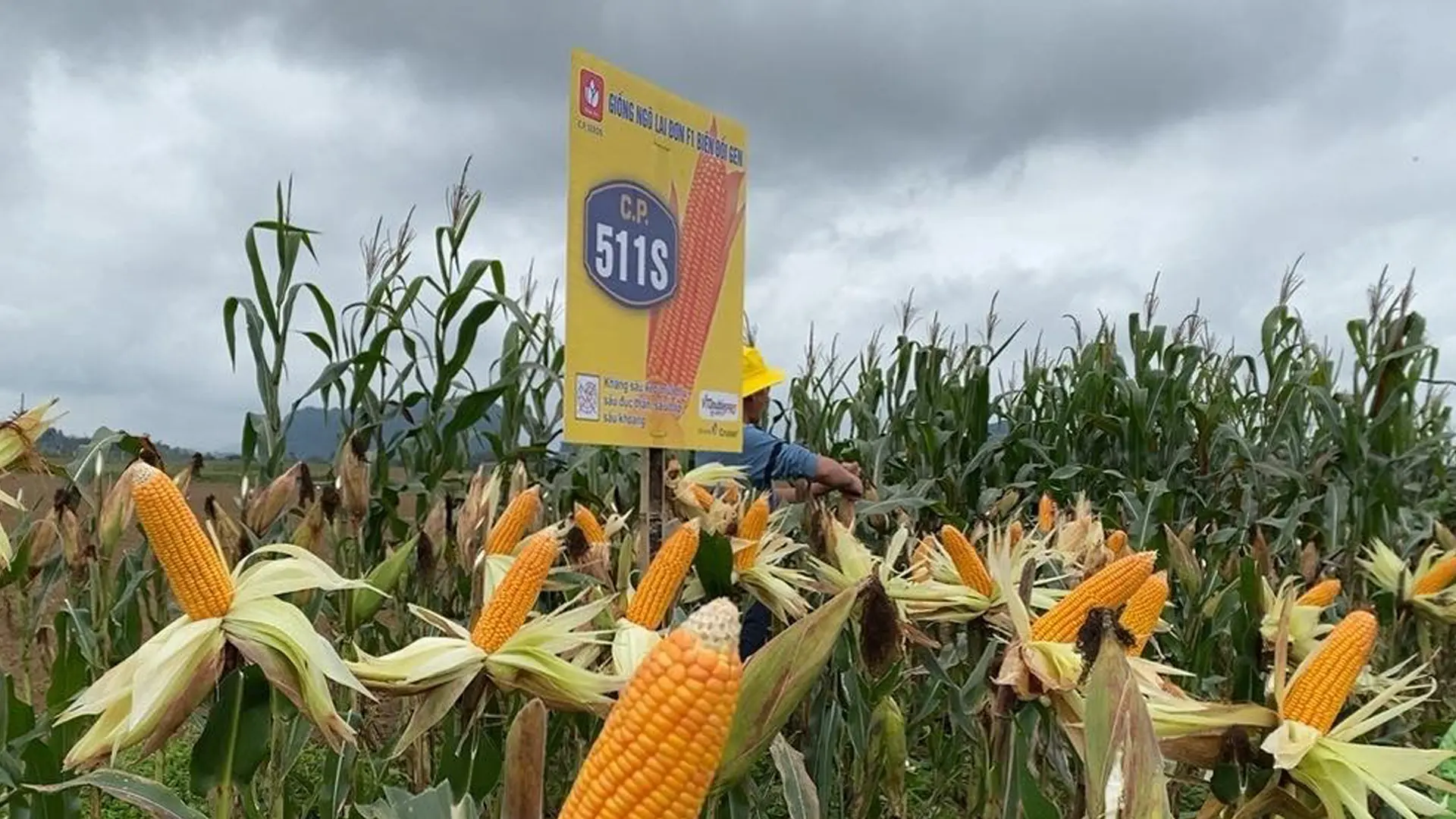 Sản phẩm CP511S trên đồng ruộng.