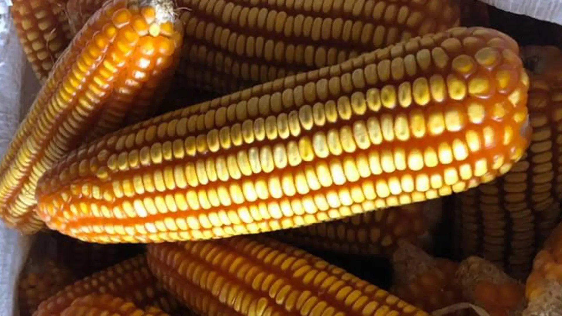 Sản phẩm ngô bảo quản tại kho.