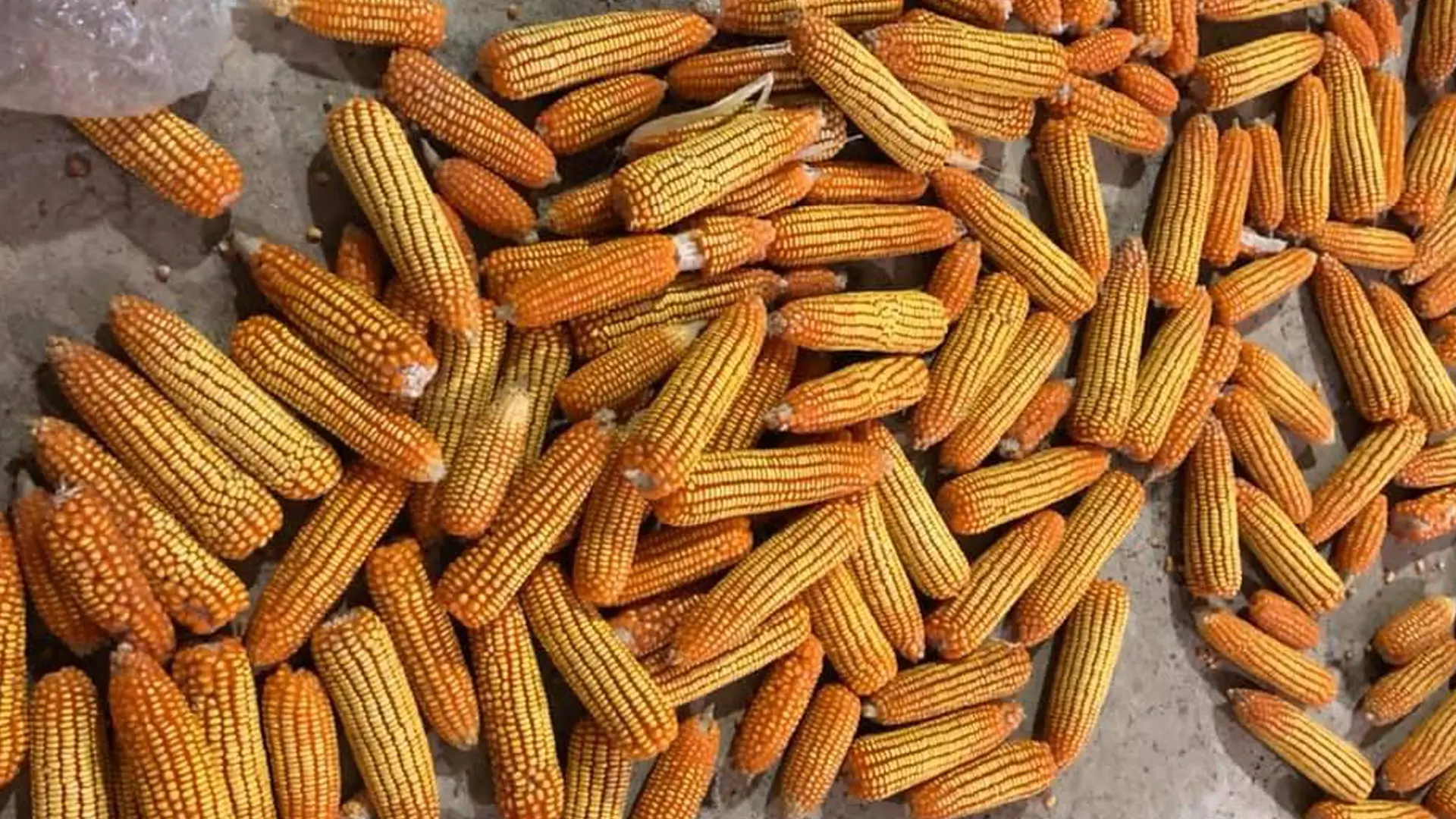 Sản phẩm ngô bảo quản tại kho.