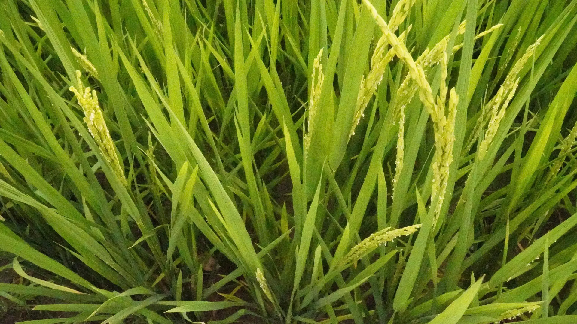 Giống lúa SYN18 sinh trưởng tốt và hứa hẹn một vụ mùa bội thu.