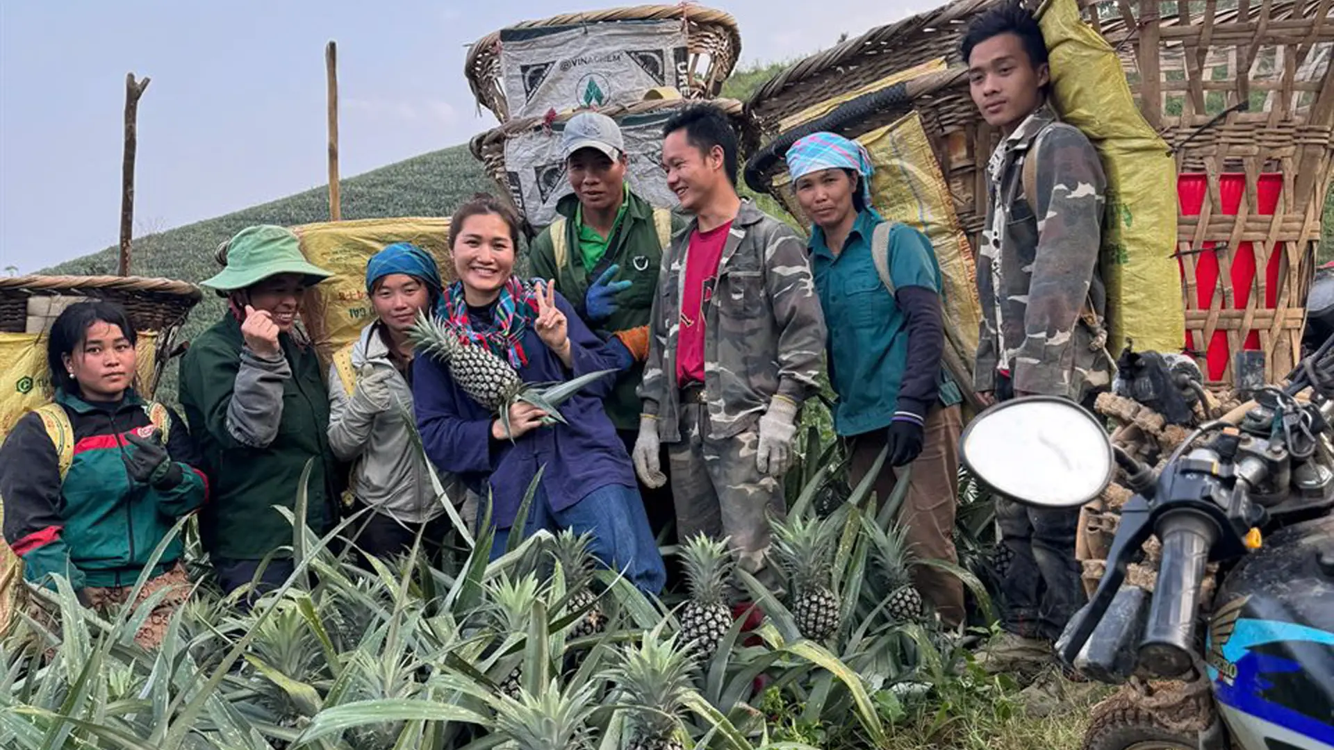 Niềm vui của bà con nông dân thu hoạch dứa.