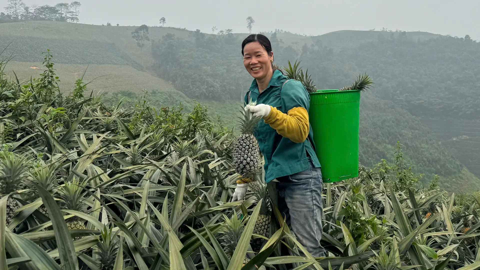 Bà con nông dân xã Bản Lầu phấn khởi được mùa dứa.