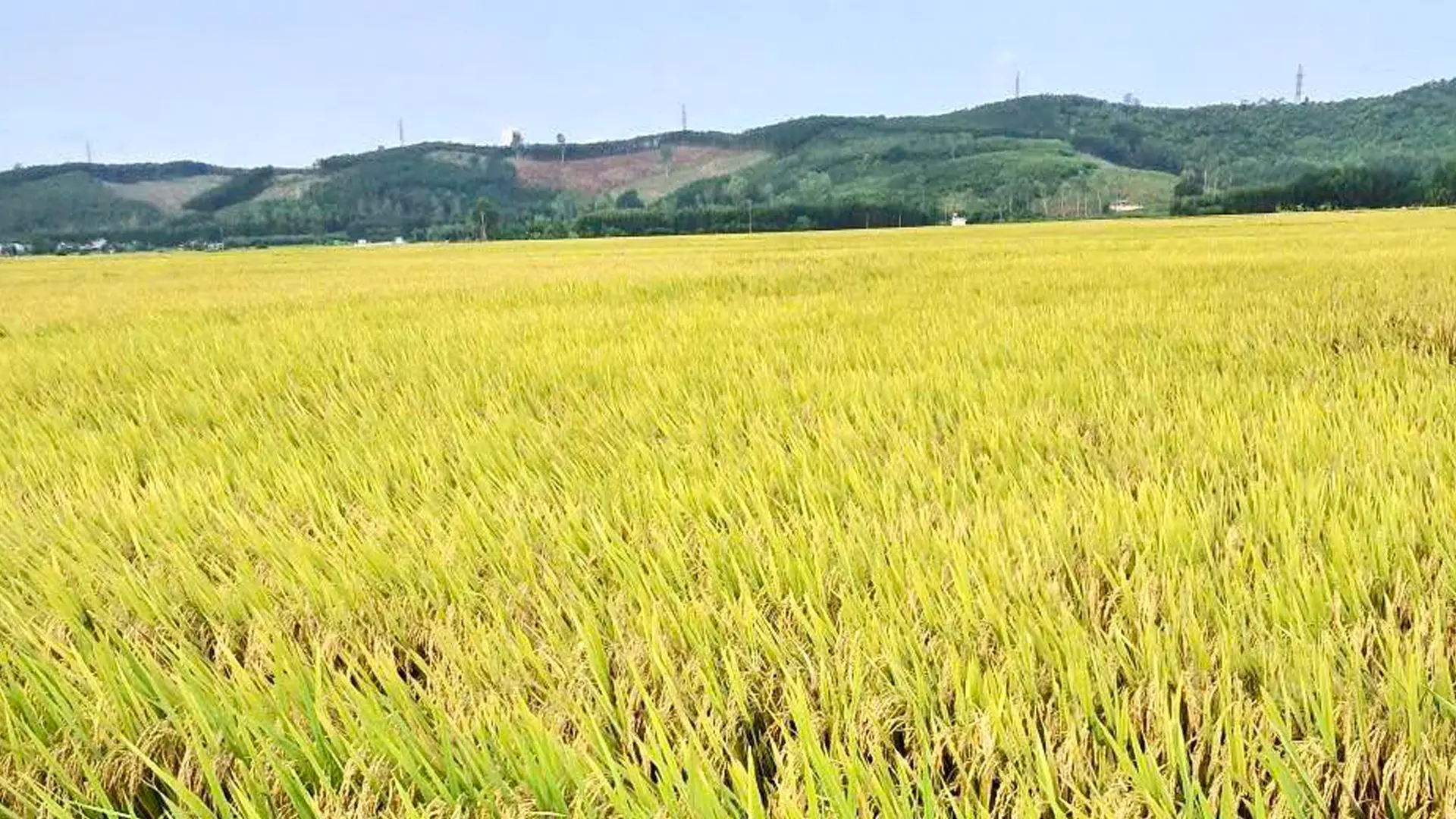 Vụ Đông Xuân năm 2025 - 2026, toàn xã Sơn Tịnh gieo sạ hơn 1.028 ha lúa.