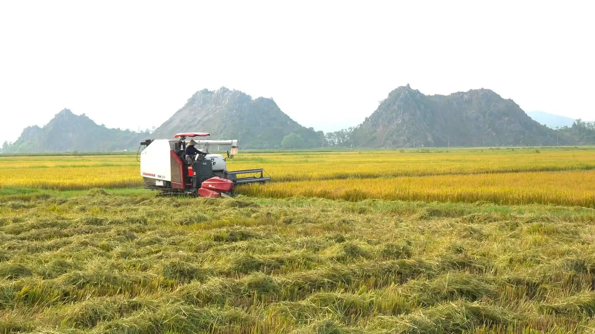 Năng suất bình quân toàn xã dự kiến đạt từ 65 đến 67 tạ mỗi ha.