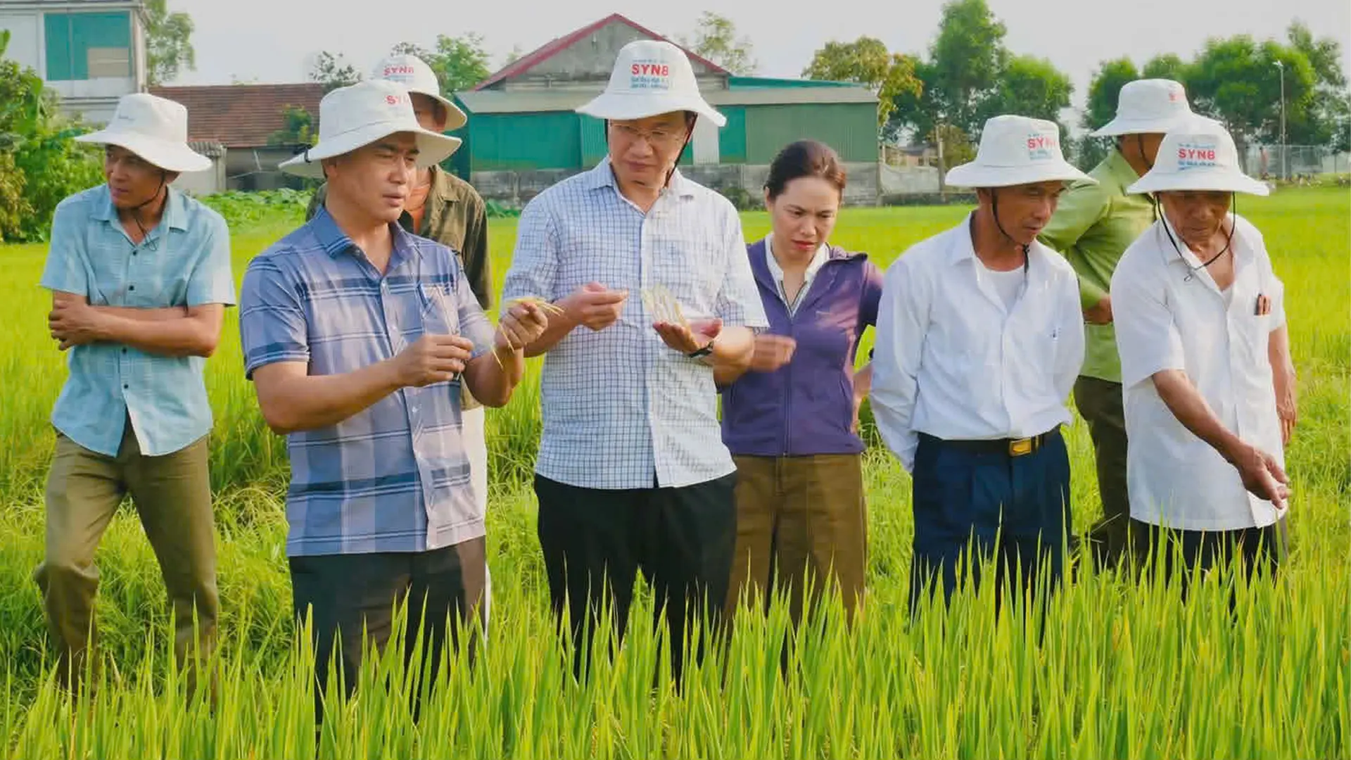Lãnh đạo UBND xã Đức Thịnh (tỉnh Hà Tĩnh) thăm và đánh giá mô hình giống lúa SYN112.