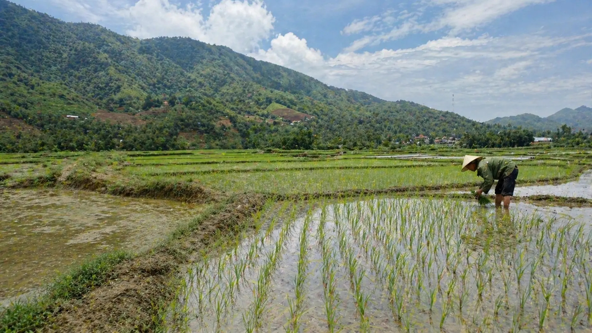 Sự chênh lệch nhiệt ngày và đêm cũng khiến khả năng hấp thu dinh dưỡng của cây lúa bị ảnh hưởng.