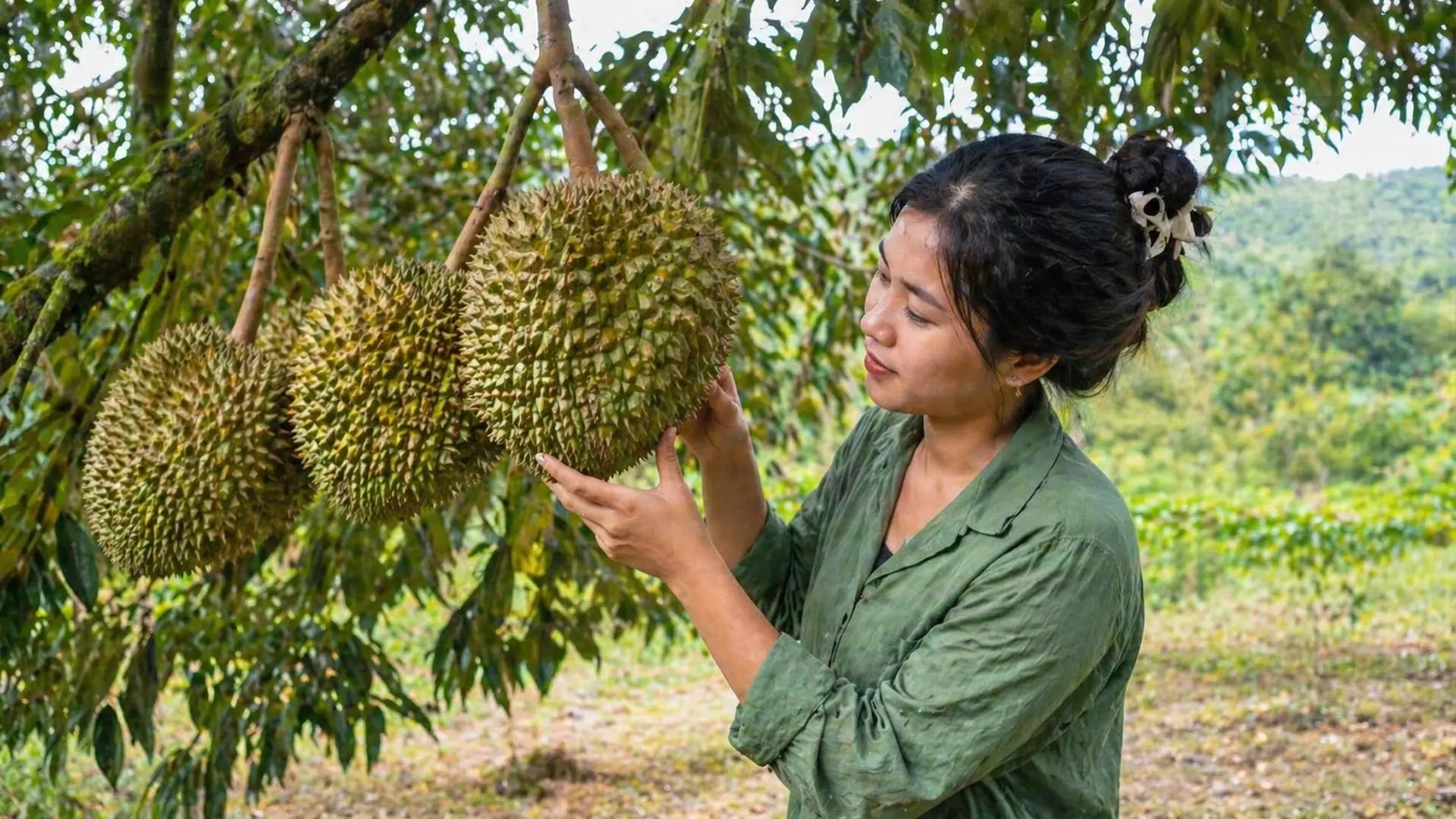 Kiểm tra sầu riêng trước khi thu hoạch.