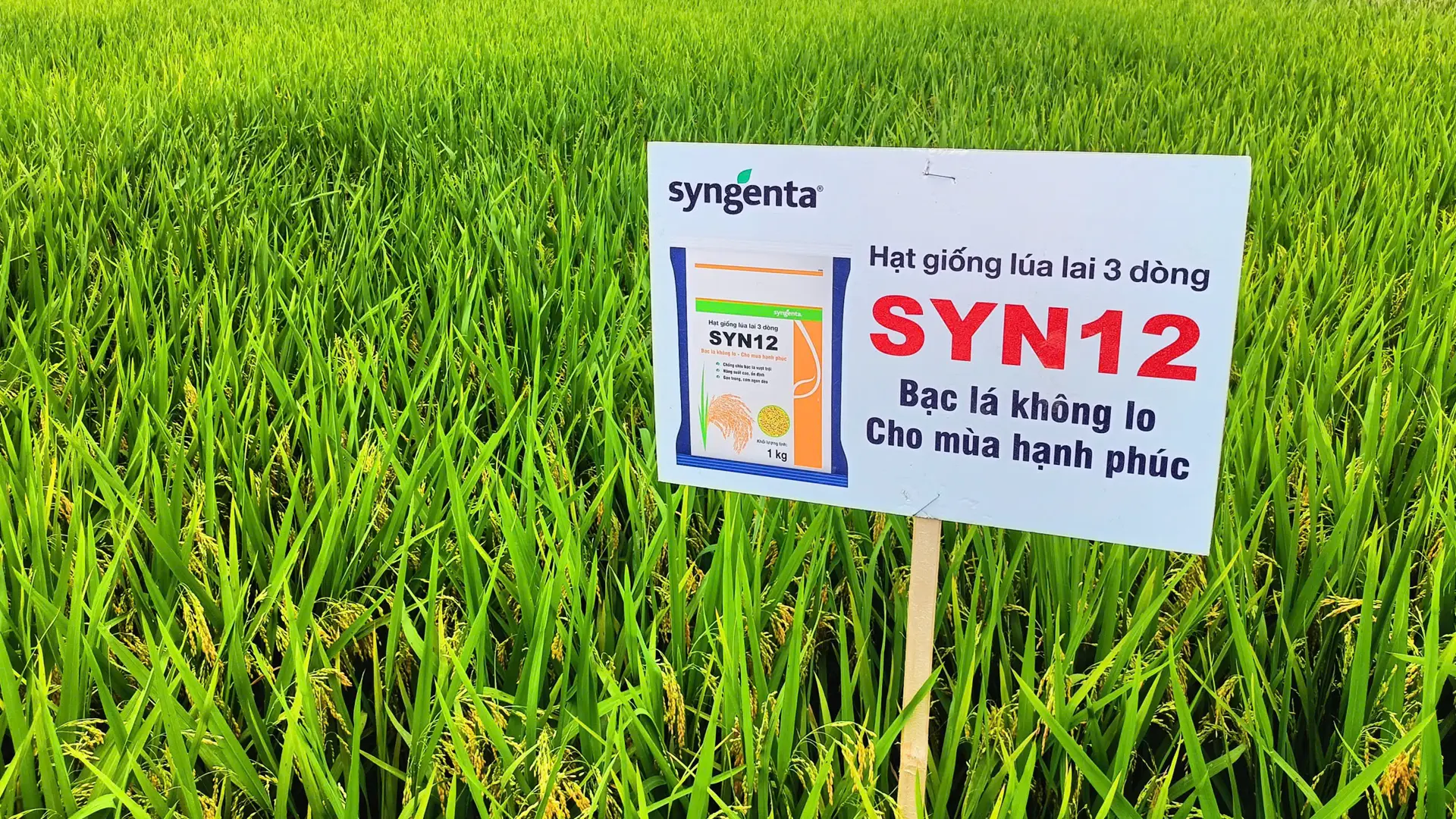 Kết quả bước đầu cho thấy giống SYN12 có nhiều triển vọng.