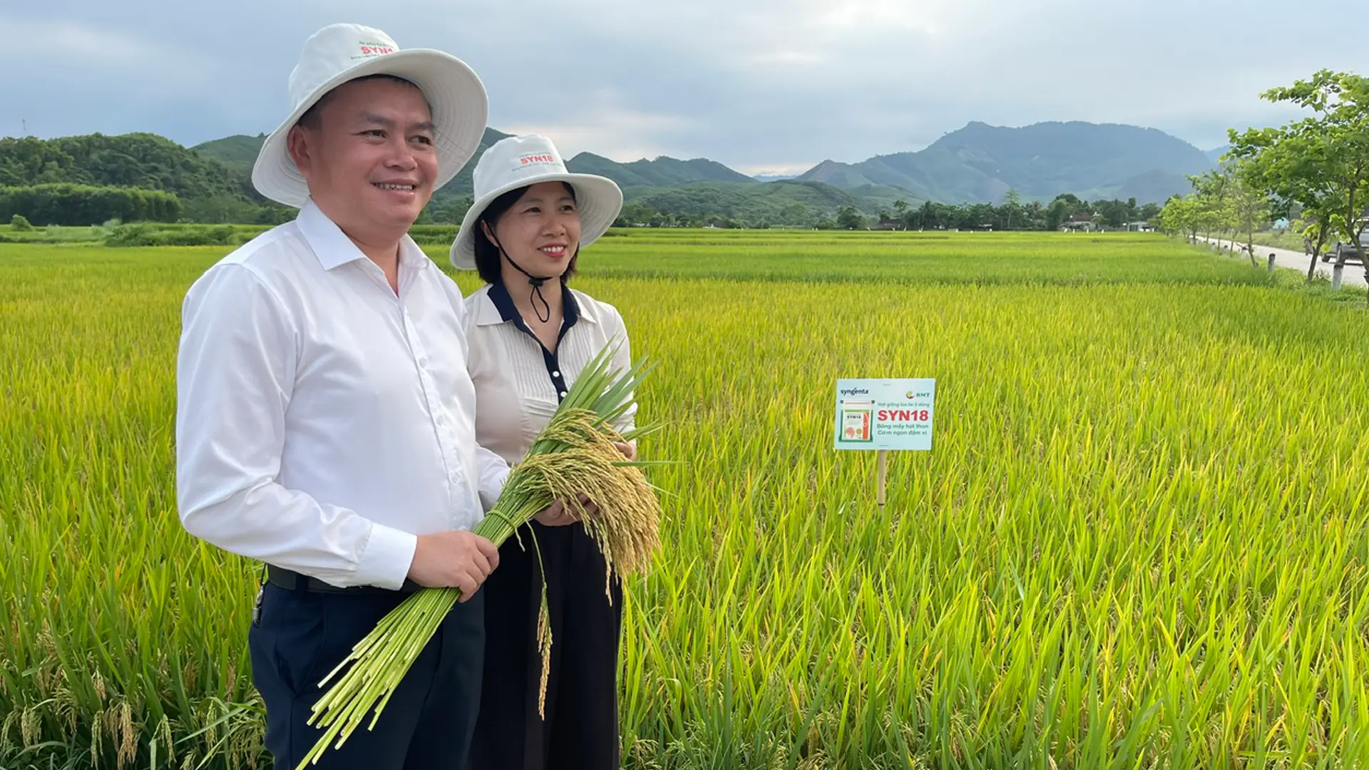 Giống lúa lai SYN18 chín vàng trên cánh đồng xã Quỳ Hợp (tỉnh Nghệ An).