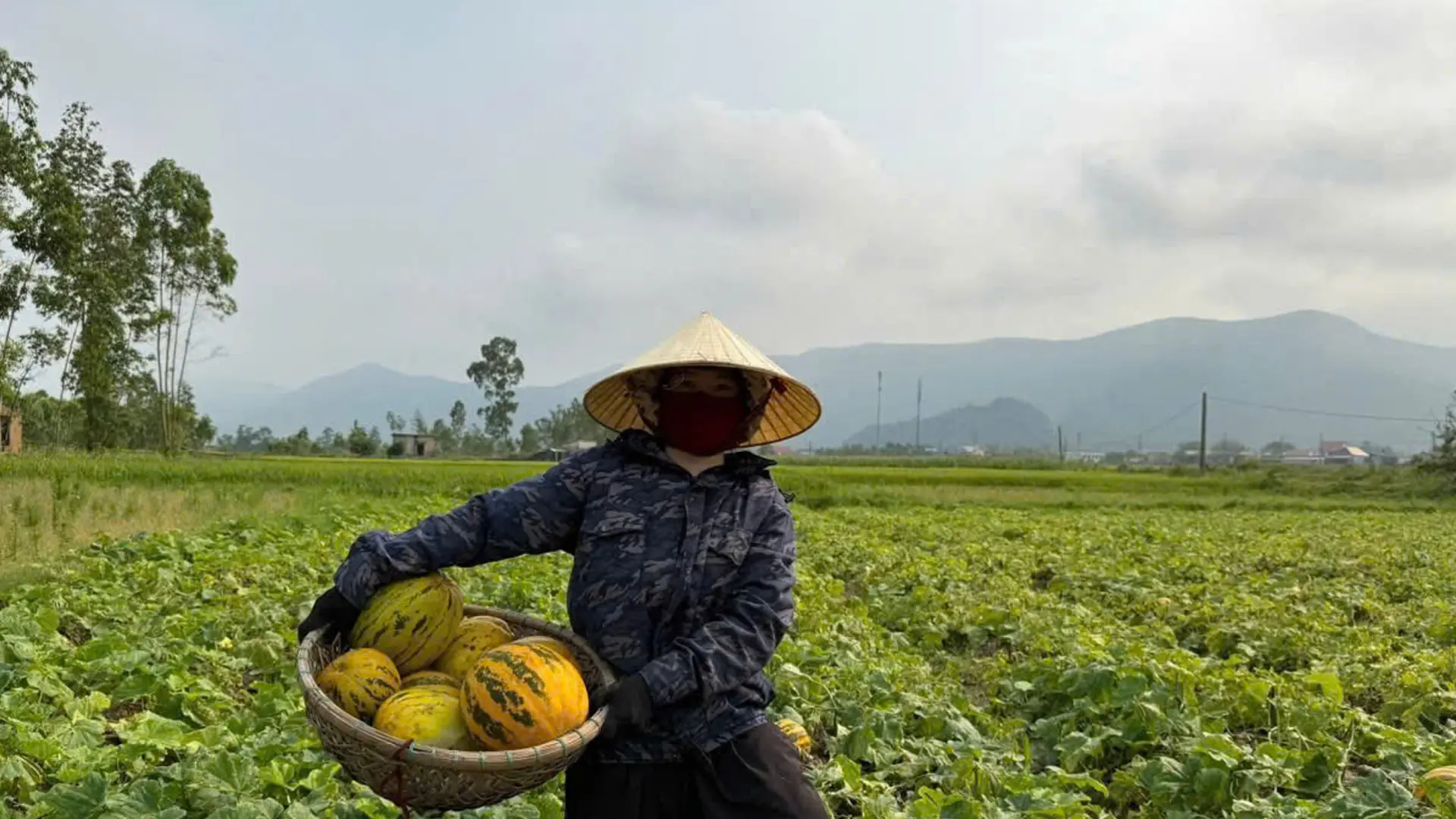 Mỗi sào dưa bở cho thu hoạch tới 1,5 tấn.
