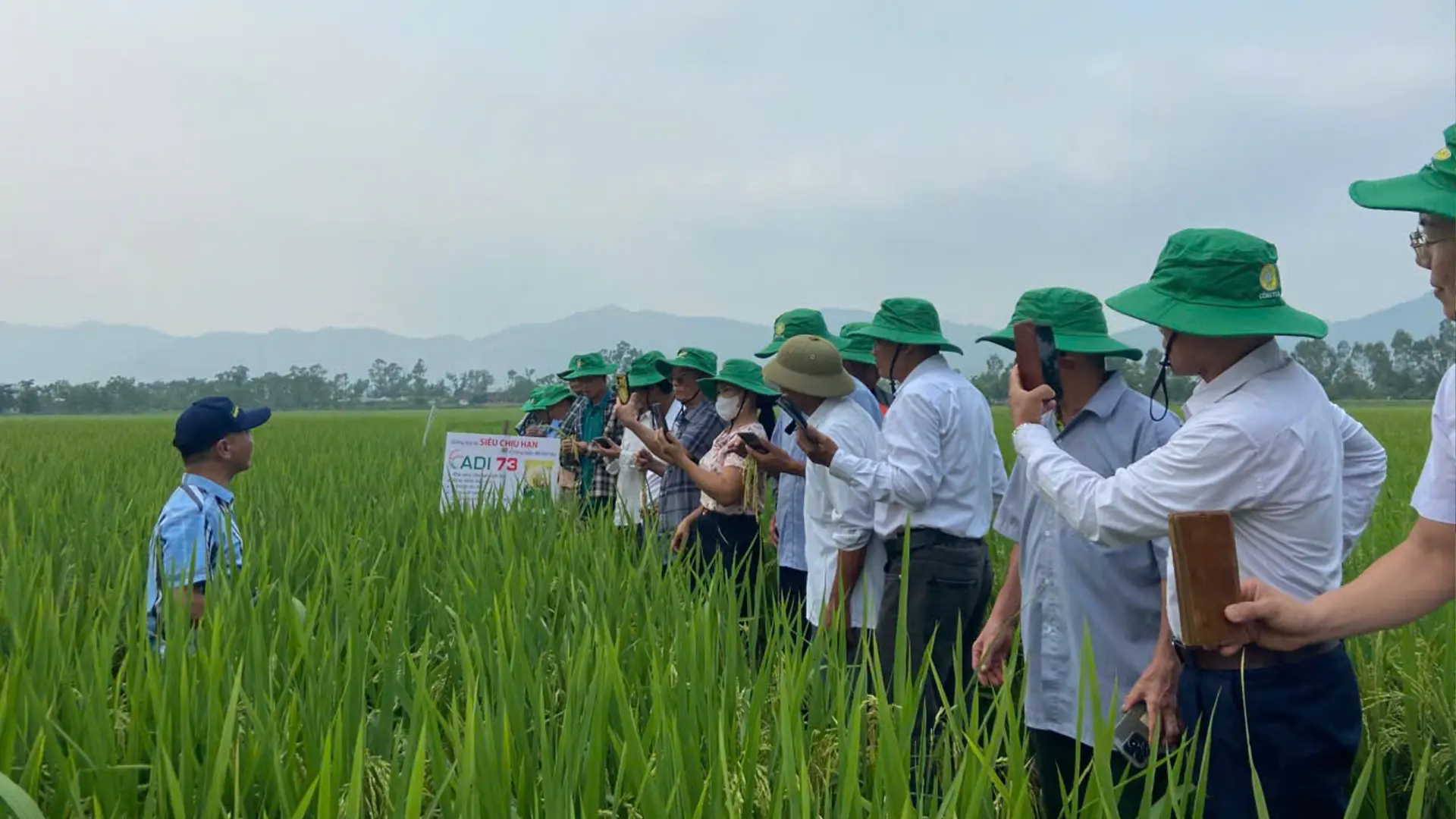 Giống lúa ADI 73 sản xuất thử tại xã Đại Huệ cho kết quả tích cực mở ra hướng chuyển đổi cơ cấu giống hiệu quả