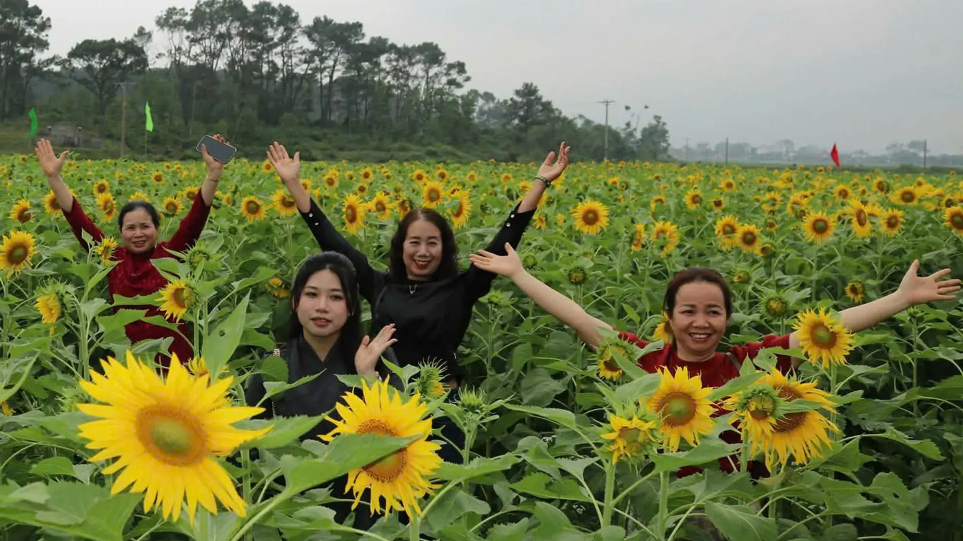 Vườn hoa hướng dương đang độ nở rực rỡ.