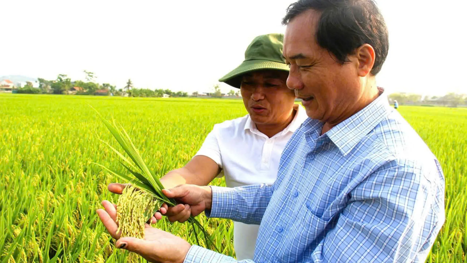 Ông Nguyễn Danh Nhân, Giám đốc Công ty Cổ phần Nông nghiệp Miền Trung chia sẻ về giống lúa lai 3 dòng CS2302.