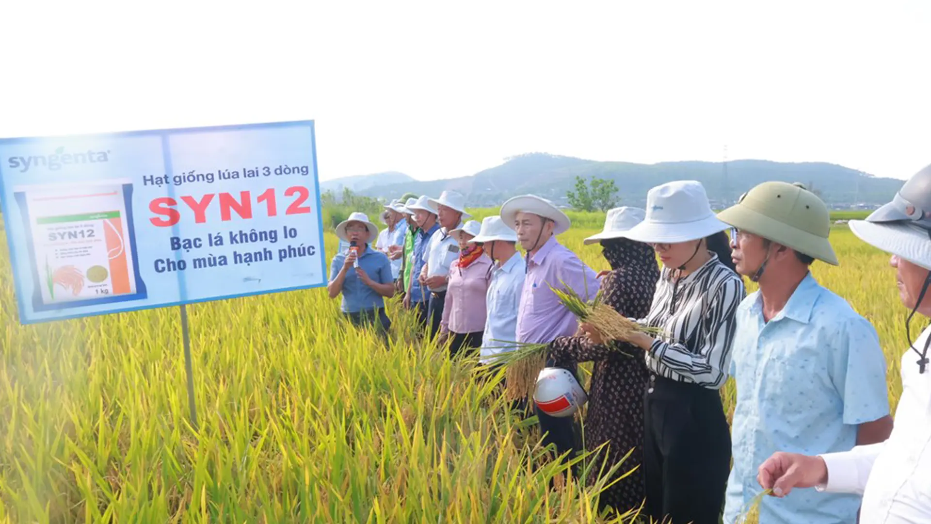 Kết quả bước đầu từ mô hình trình diễn SYN12 cho thấy giống lúa này có nhiều tiềm năng trong định hướng chuyển đổi cơ cấu giống tại địa phương.