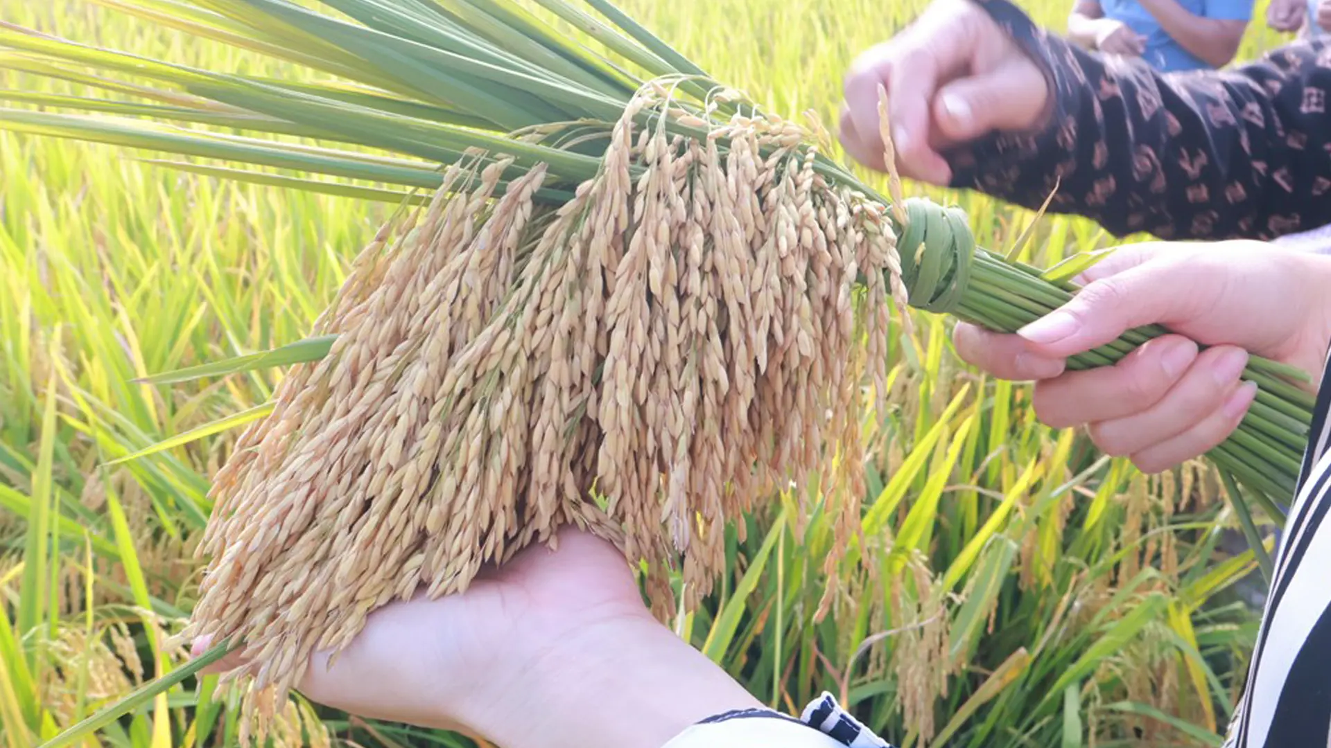 Giống lúa lai 3 dòng SYN12 cho thấy khả năng kháng bạc lá rất tốt.