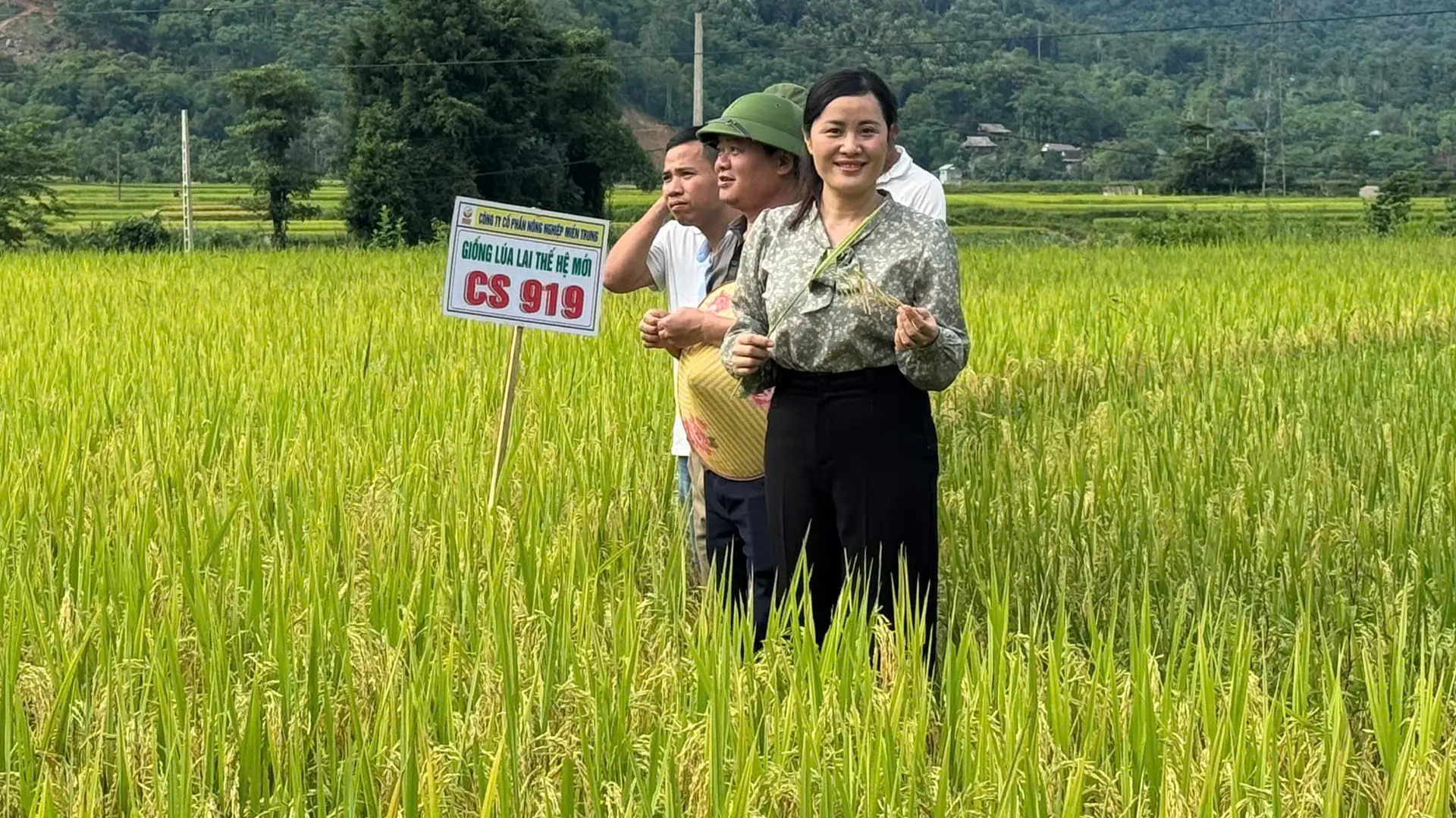 Đánh giá giống lúa CS04 và CS919.