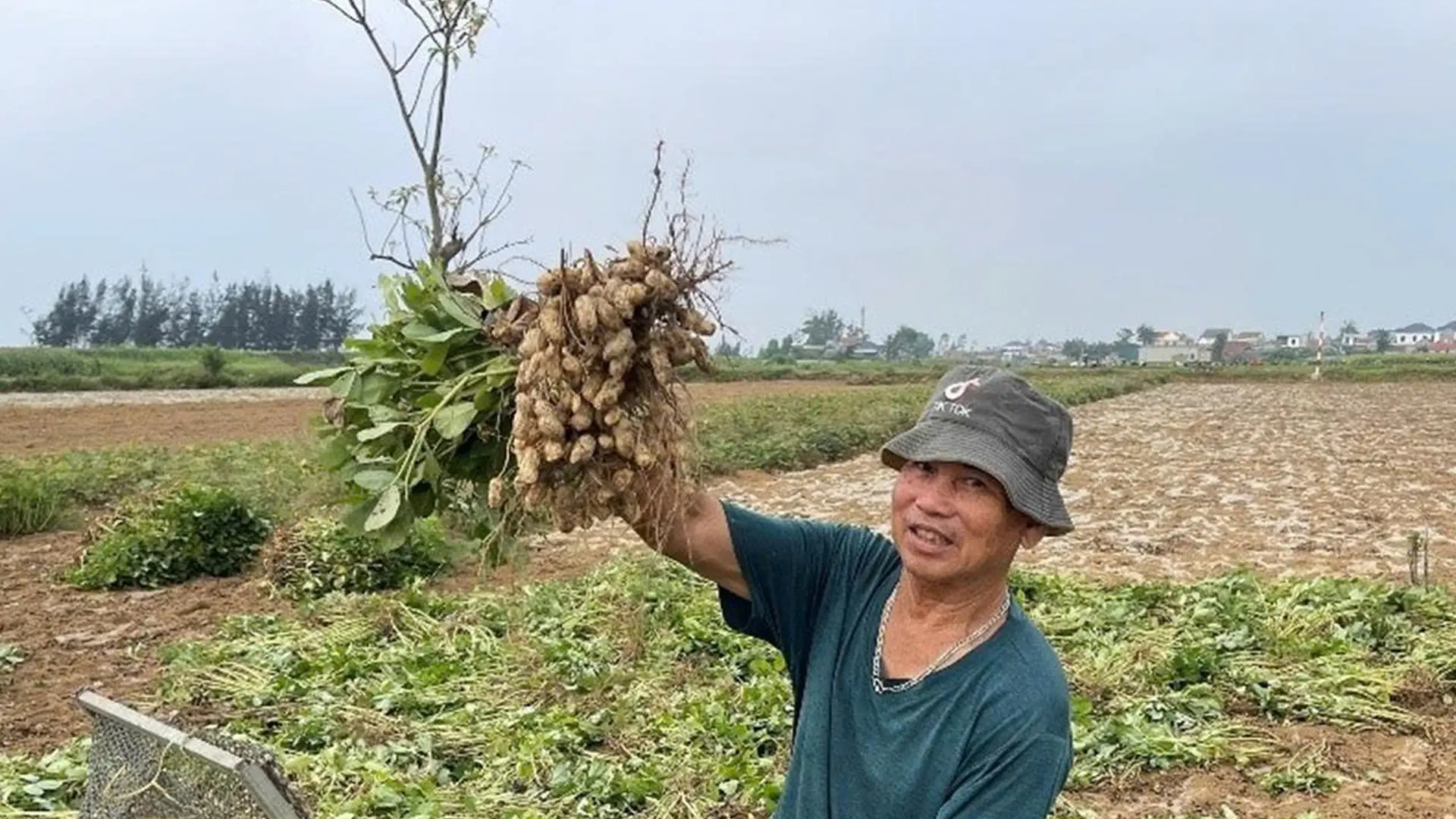 Nông dân Nghệ An vui mừng vì lạc được mùa.