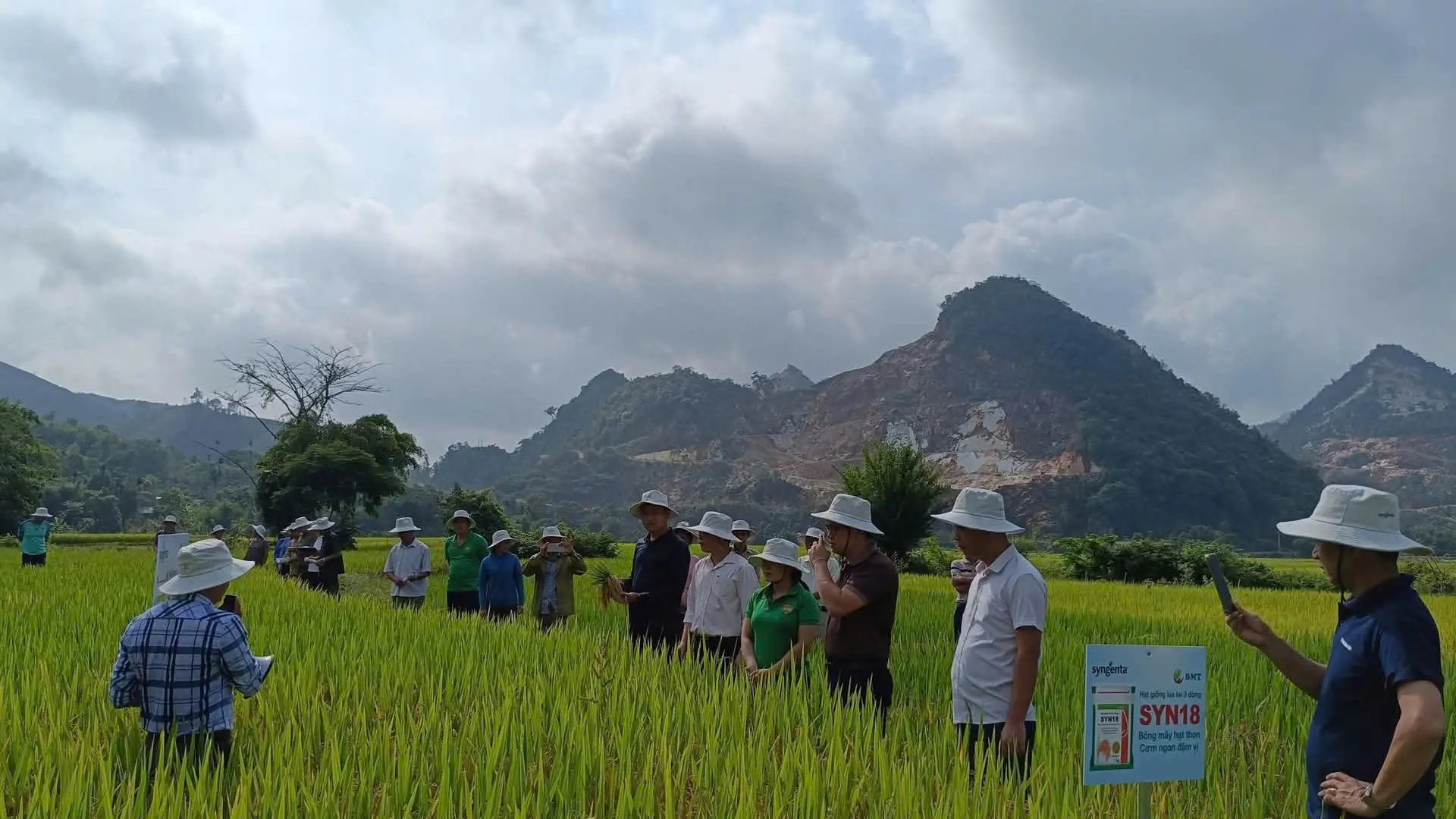 Kết quả đo gặt thực tế tại ruộng ước đạt năng suất khoảng 3,6 tạ/sào.