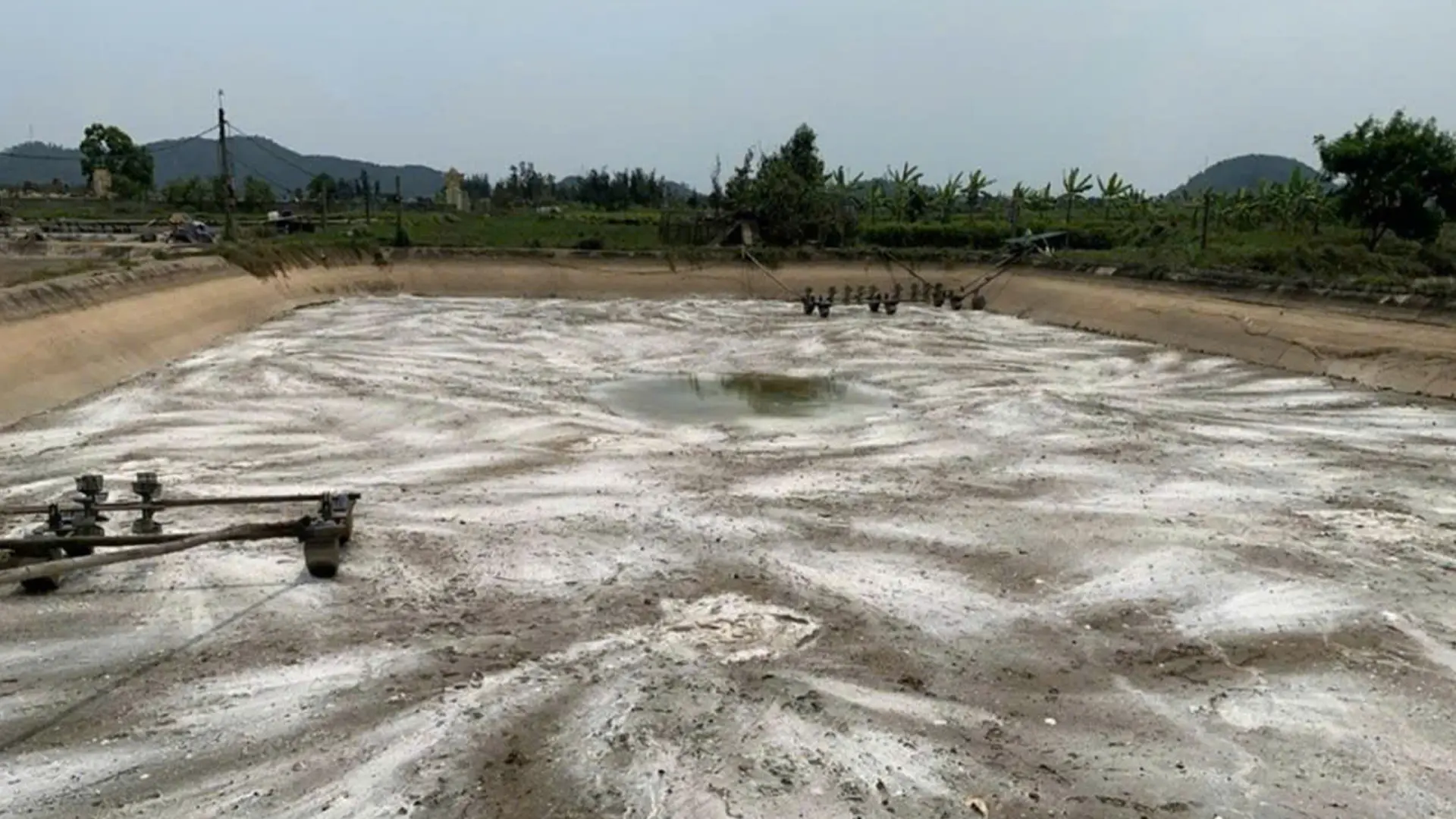 Bón vôi khử trùng ao nuôi.