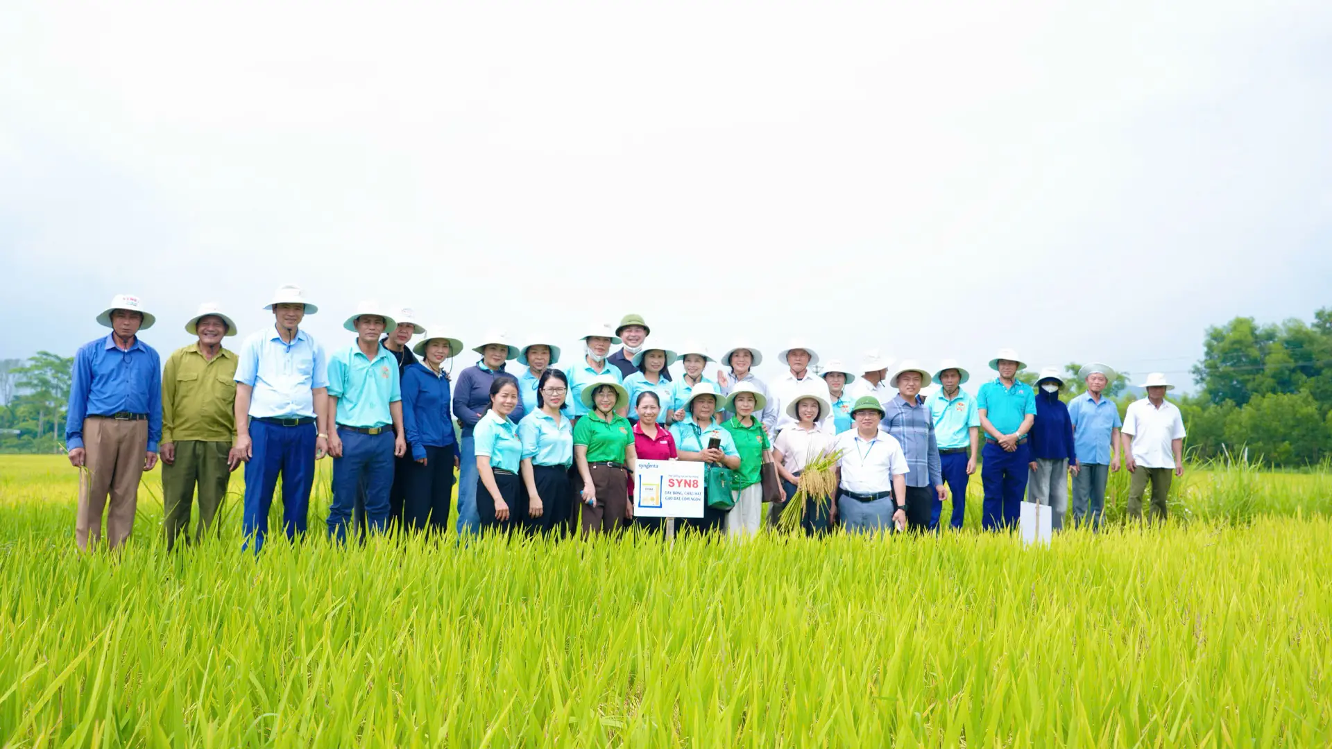 Cây lúa SYN8 đã thể hiện được nhiều ưu điểm trên cánh đồng của xóm Bảo An.
