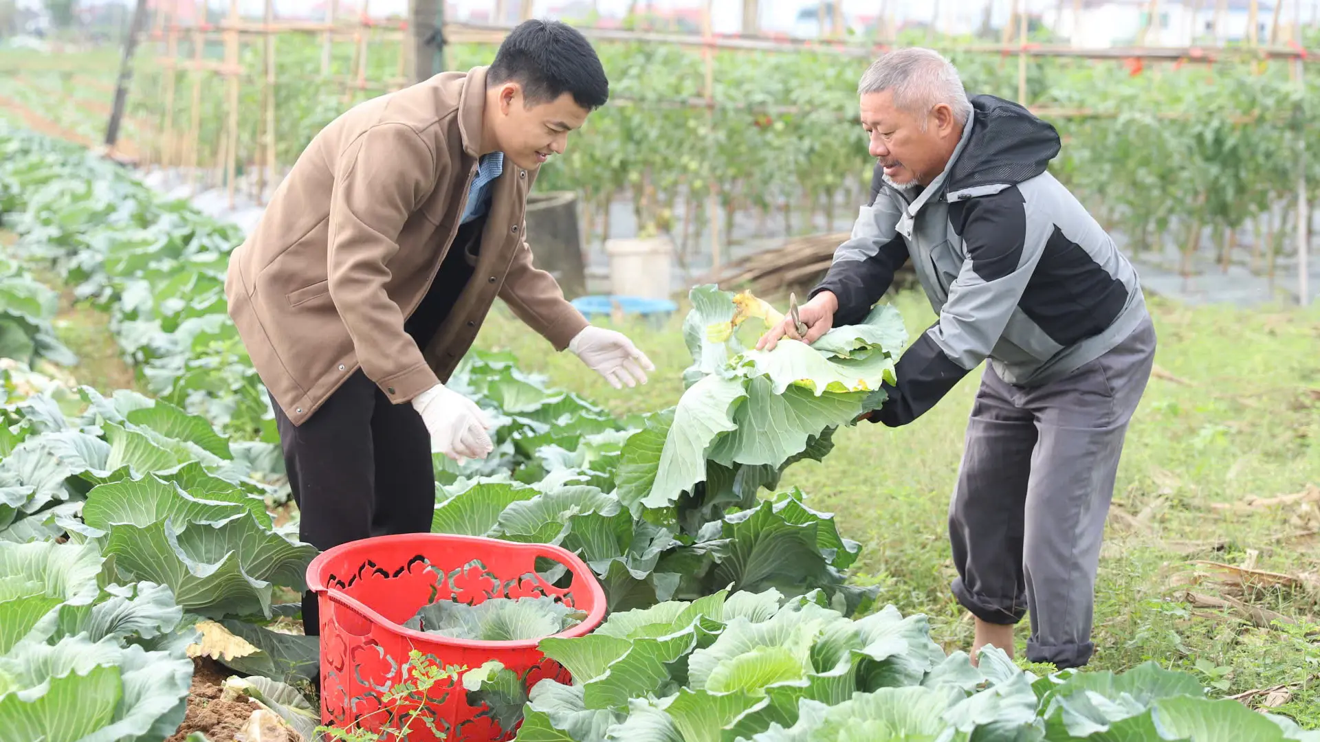 Vườn bắp cải sủ dụng chế phẩm sinh học.