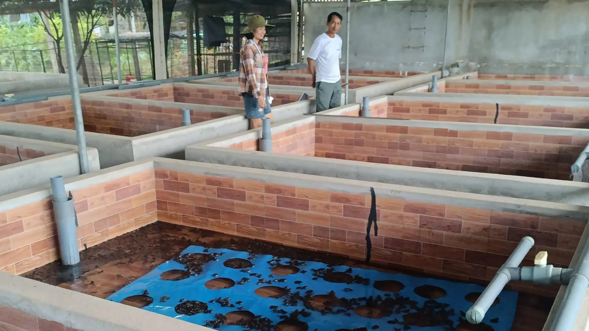 Sau khi trừ chi phí con giống, thức ăn, điện vận hành hệ thống sục khí, thuốc, men vi sinh và nhân công, lợi nhuận đạt khoảng 700 - 800 triệu đồng/năm.