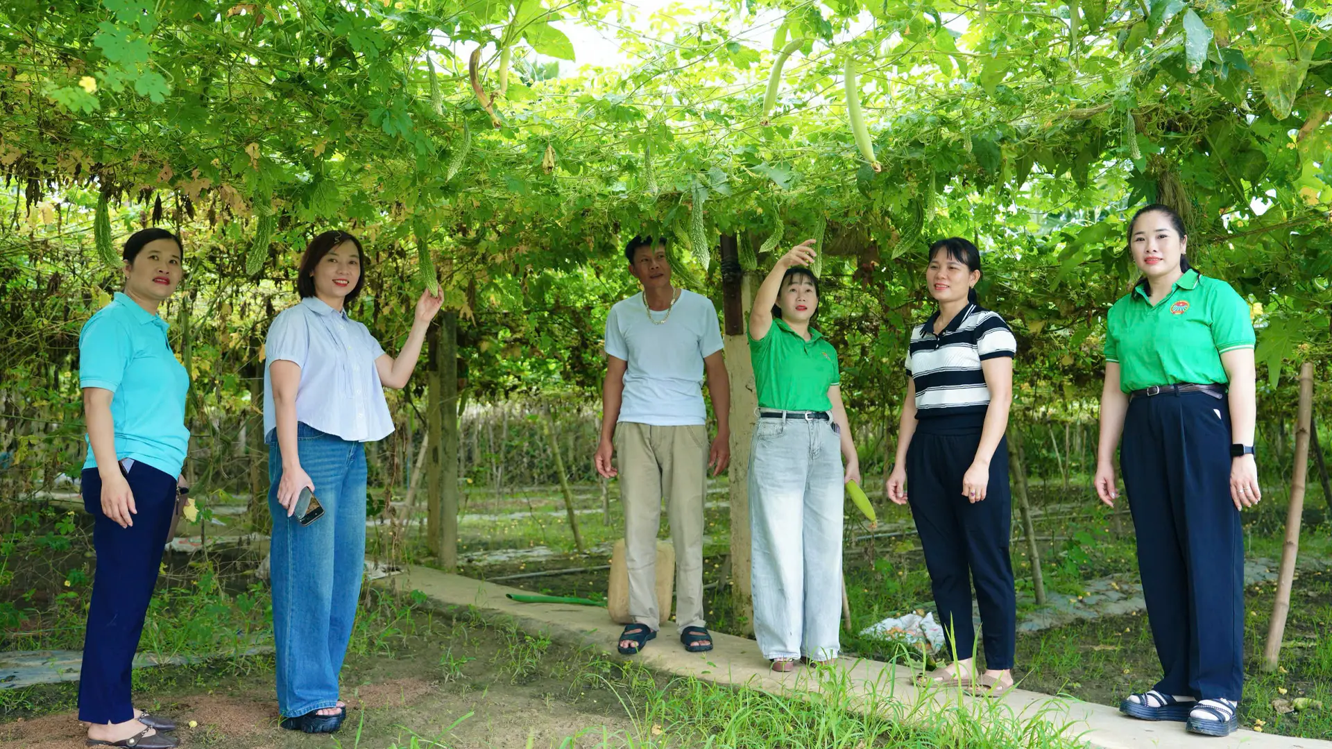 Vườn mướp đắng của hộ gia đình anh Hồ Đình Vịnh.