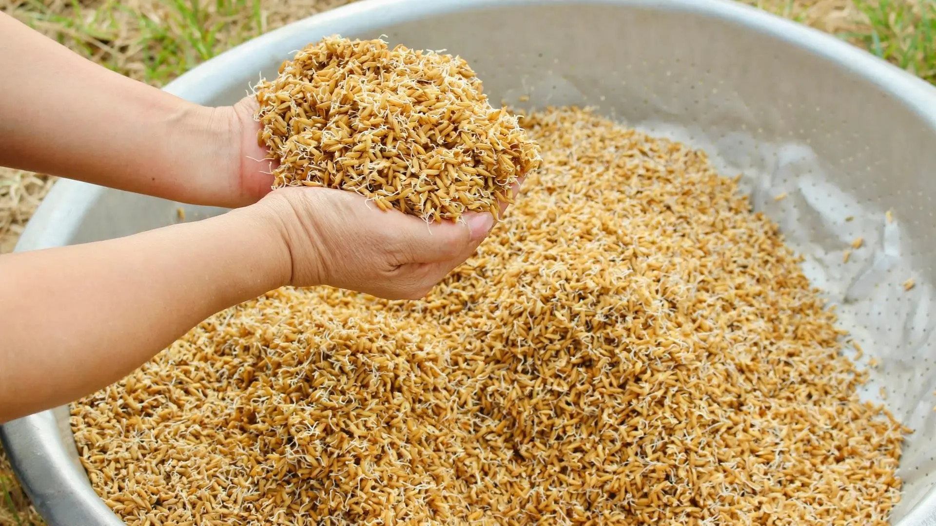 Các giống lúa được khuyến nghị đều có khả năng chống chịu khá, năng suất ổn định, thời gian sinh trưởng dưới 110 ngày và đáp ứng yêu cầu về chất lượng.