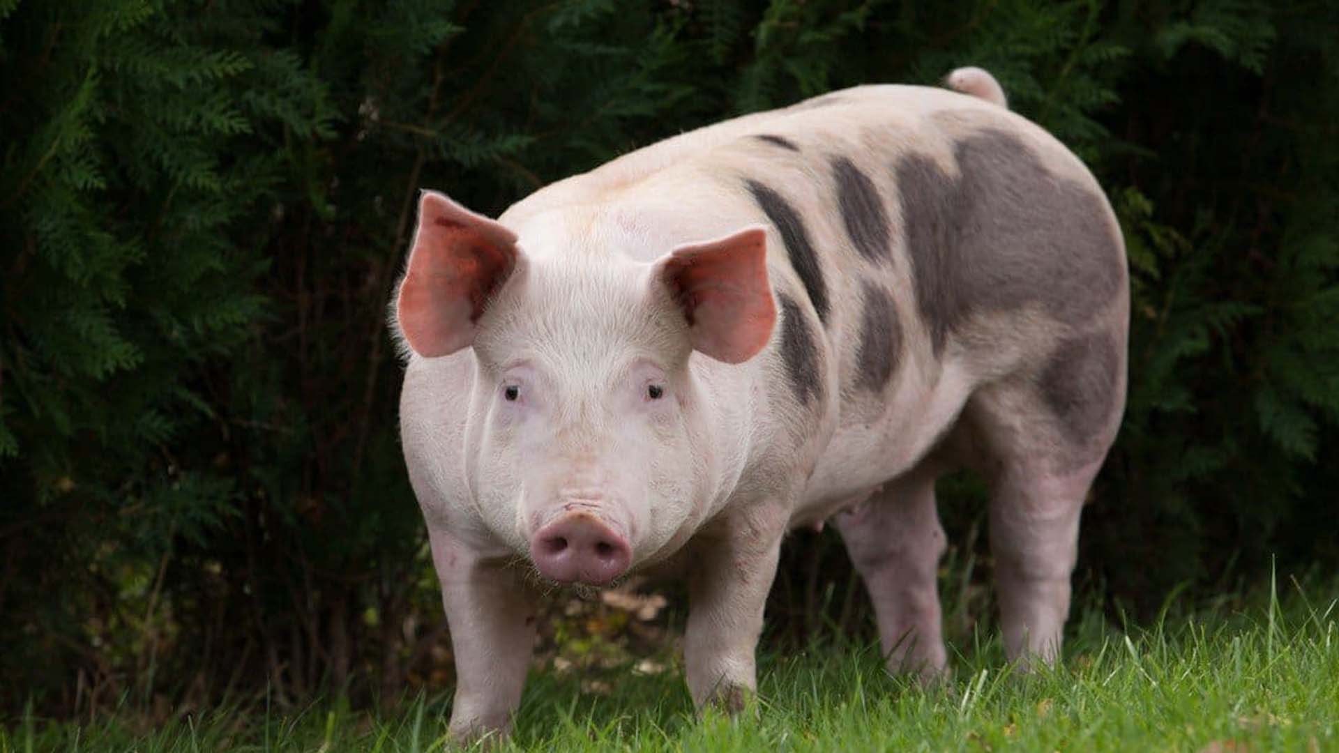 Phân loại động vật lợn (heo) theo danh pháp quốc tế