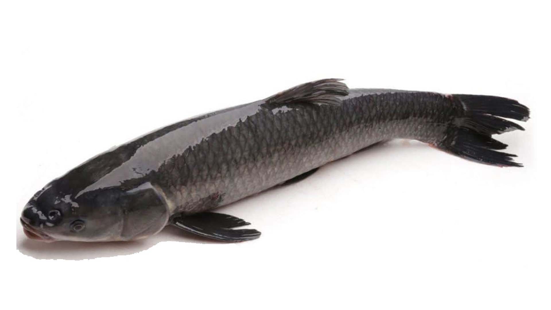 Phân loại động vật cá trắm đen theo danh pháp quốc tế