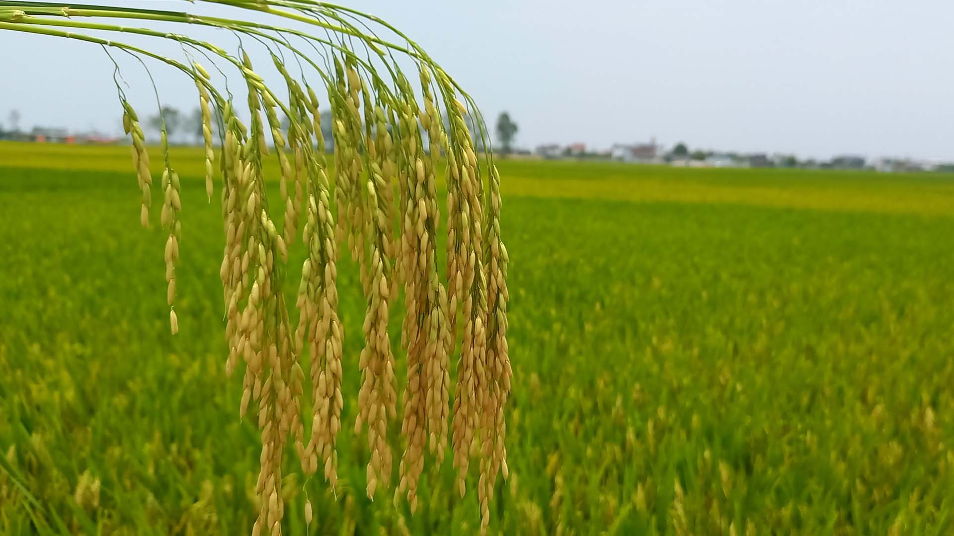 Nguồn gốc để phân loại các giống lúa cơ bản trên thế giới