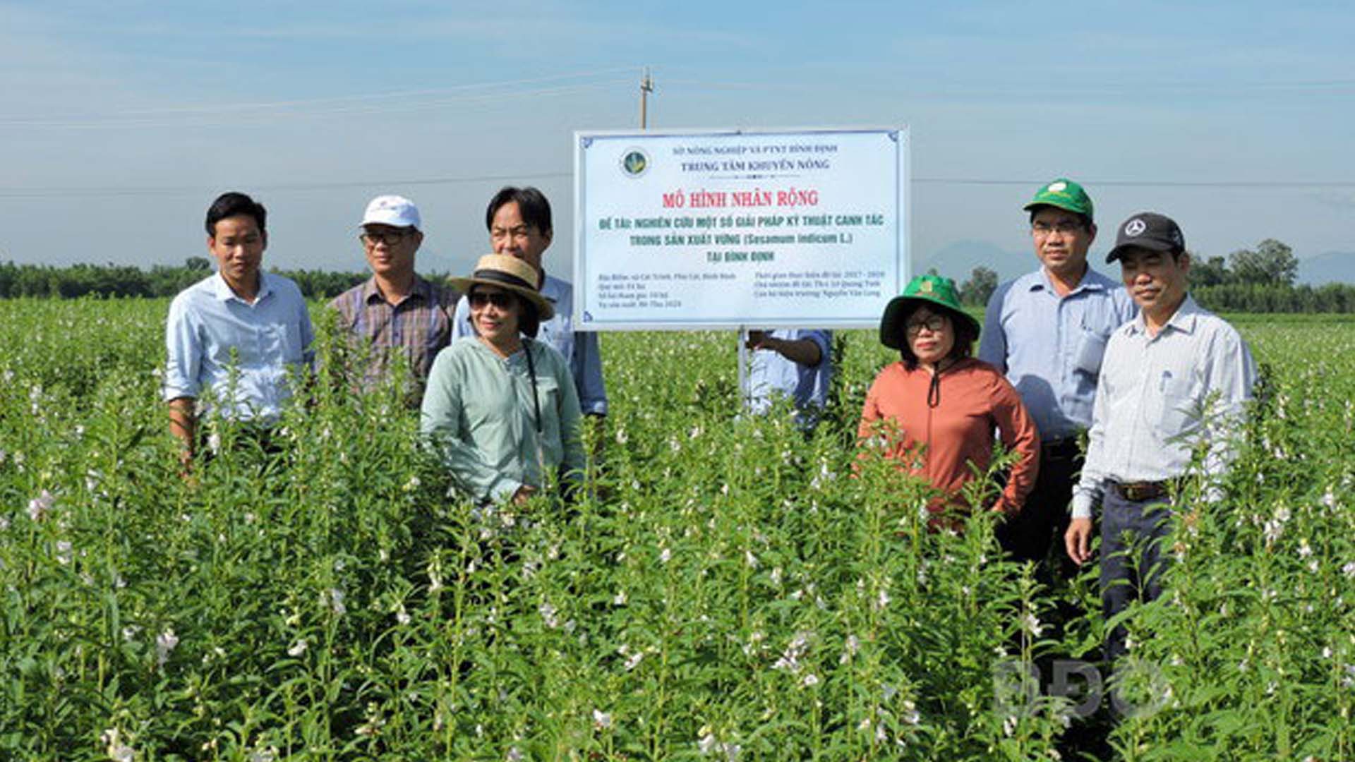 Bình Định: Thâm canh cây mè (vừng) V36 cho lợi nhuận hơn 18 triệu đồng/ha