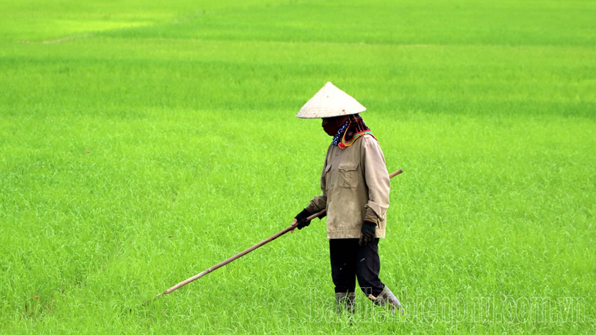Điện Biên: Chăm sóc, bảo vệ lúa mùa ngay từ đầu vụ