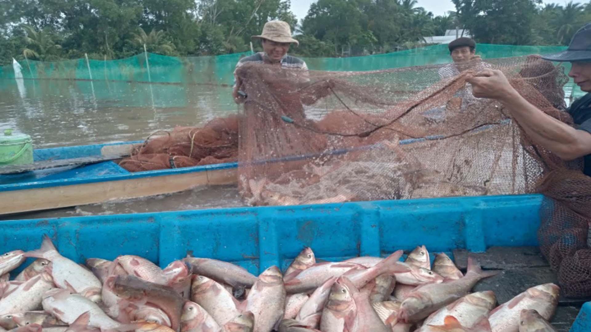 Hậu Giang: Phấn đấu tăng 2.000ha thủy sản từ nuôi cá ruộng