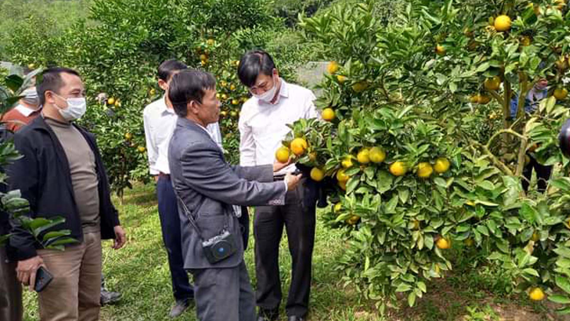 Nghệ An: Tọa đàm xây dựng vườn cam mẫu tại Nghệ An