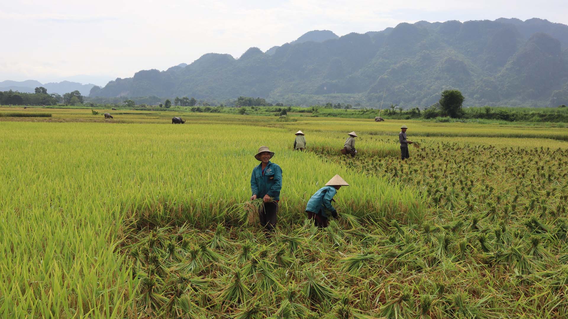 Mùa vụ trồng lúa nước tại Việt Nam diễn ra như thế nào?