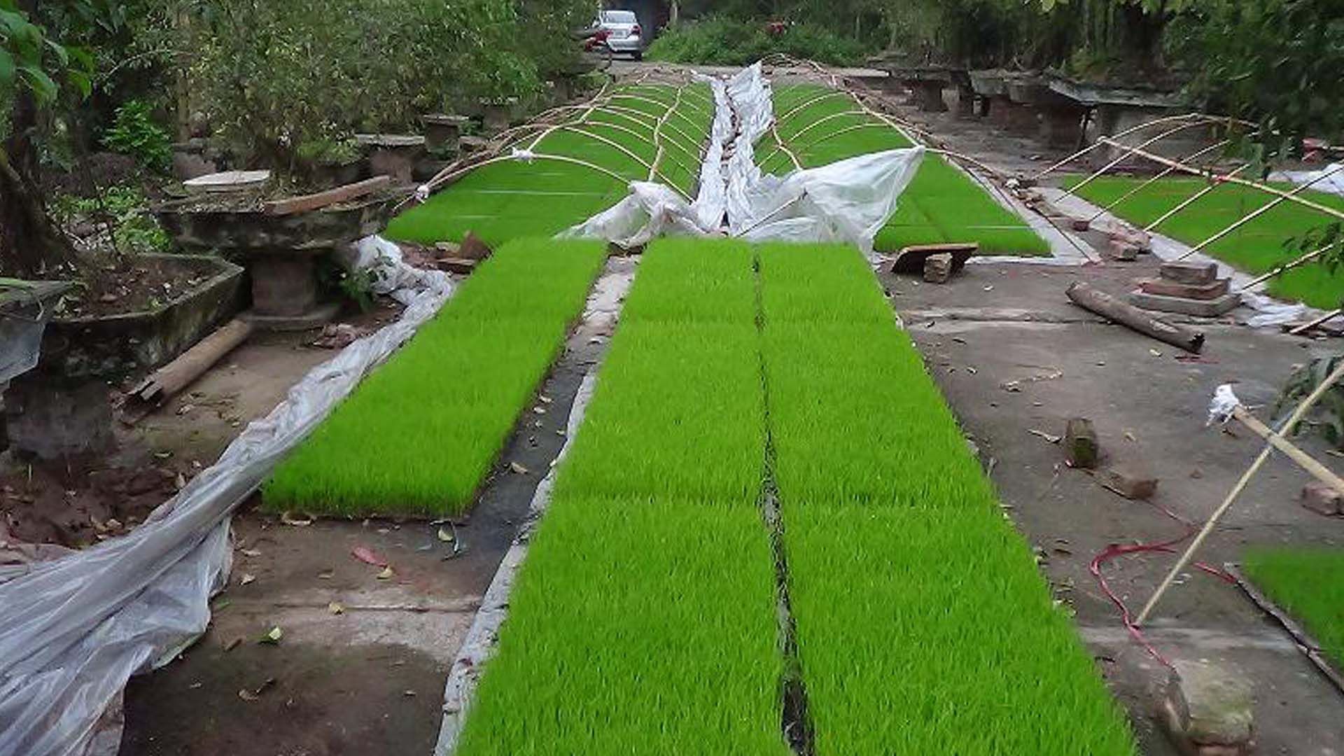Hướng dẫn kỹ thuật làm mạ sân (mạ nền) truyền thống cho cây lúa