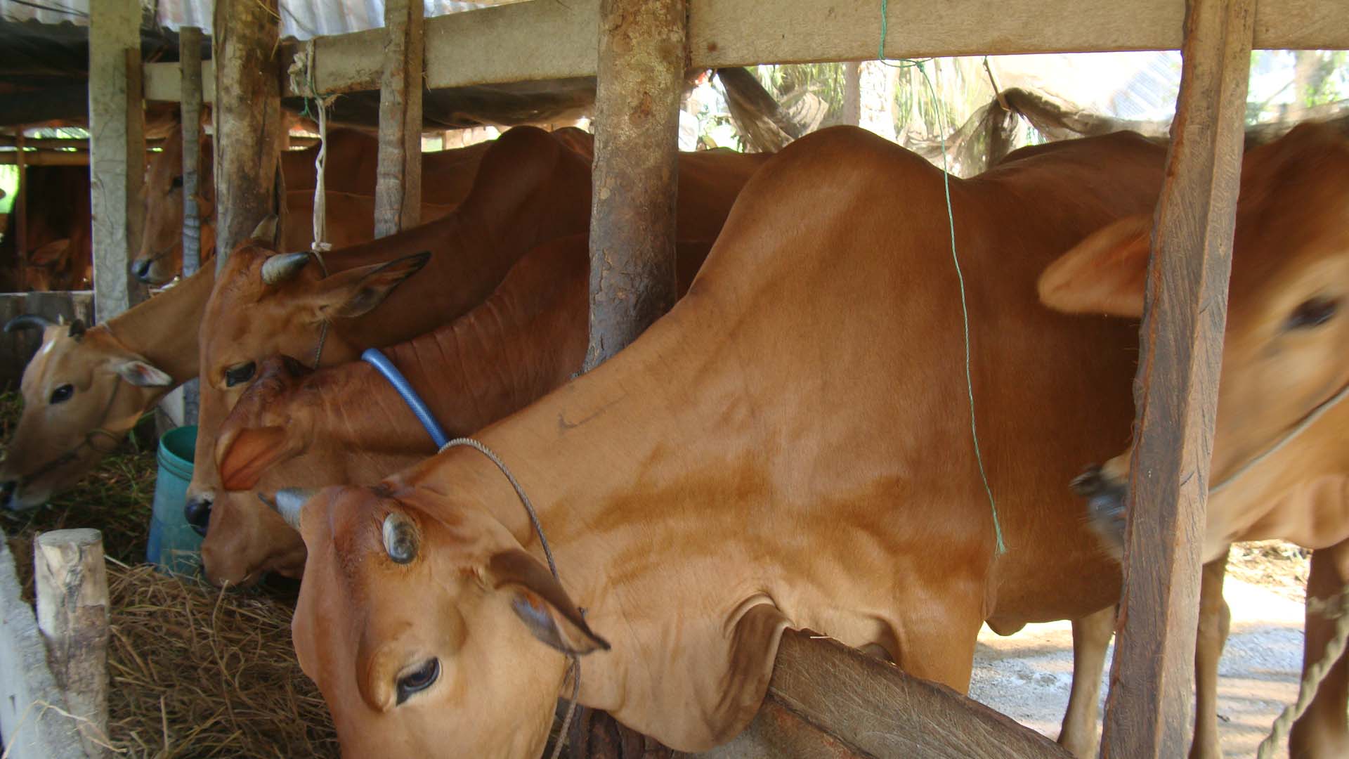 Vĩnh Long: Đề phòng nguy cơ xảy ra các bệnh truyền nhiễm nguy hiểm trên vật nuôi