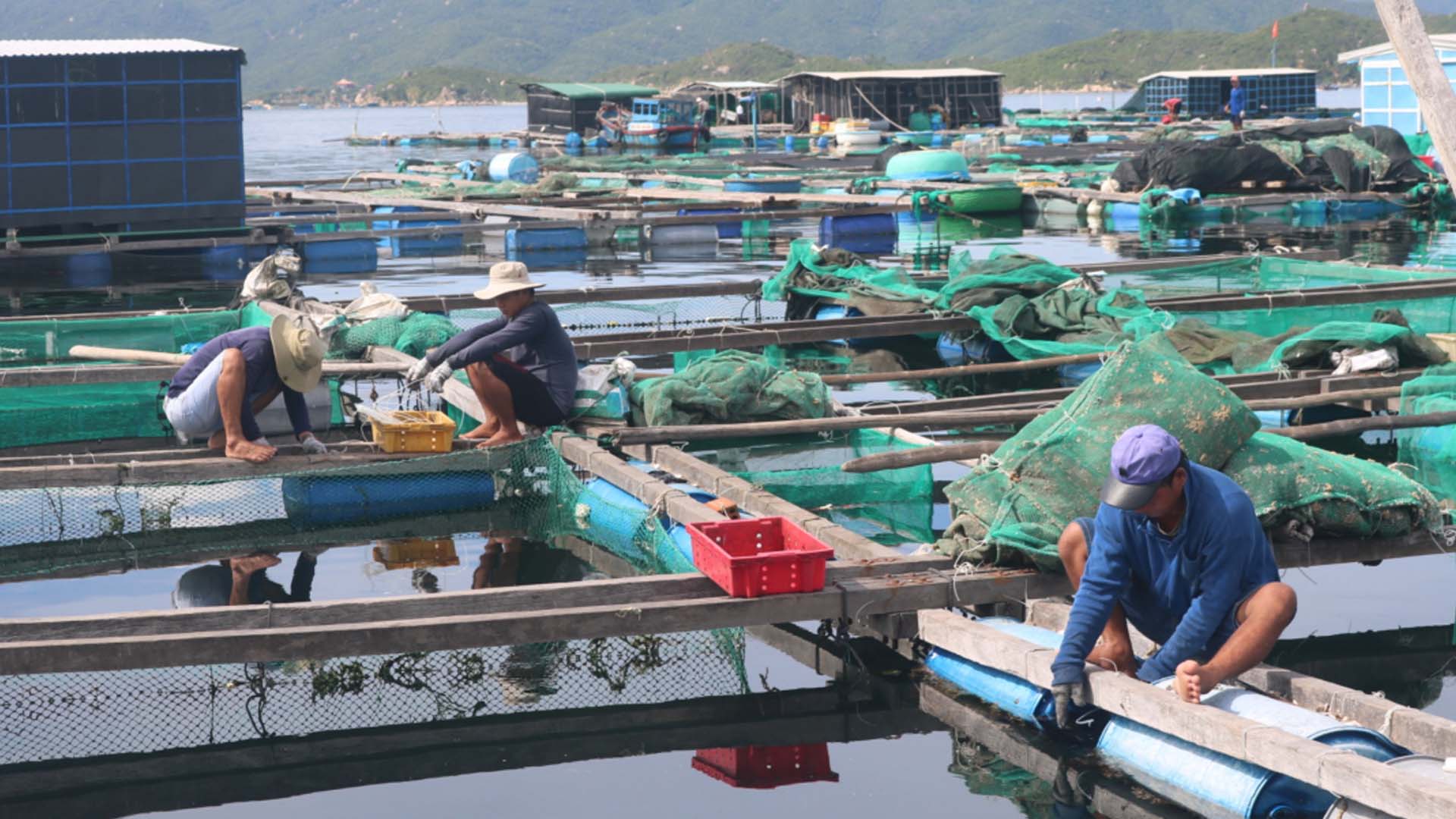Khánh Hòa: Đẩy mạnh liên kết sản xuất, tiêu thụ tôm hùm