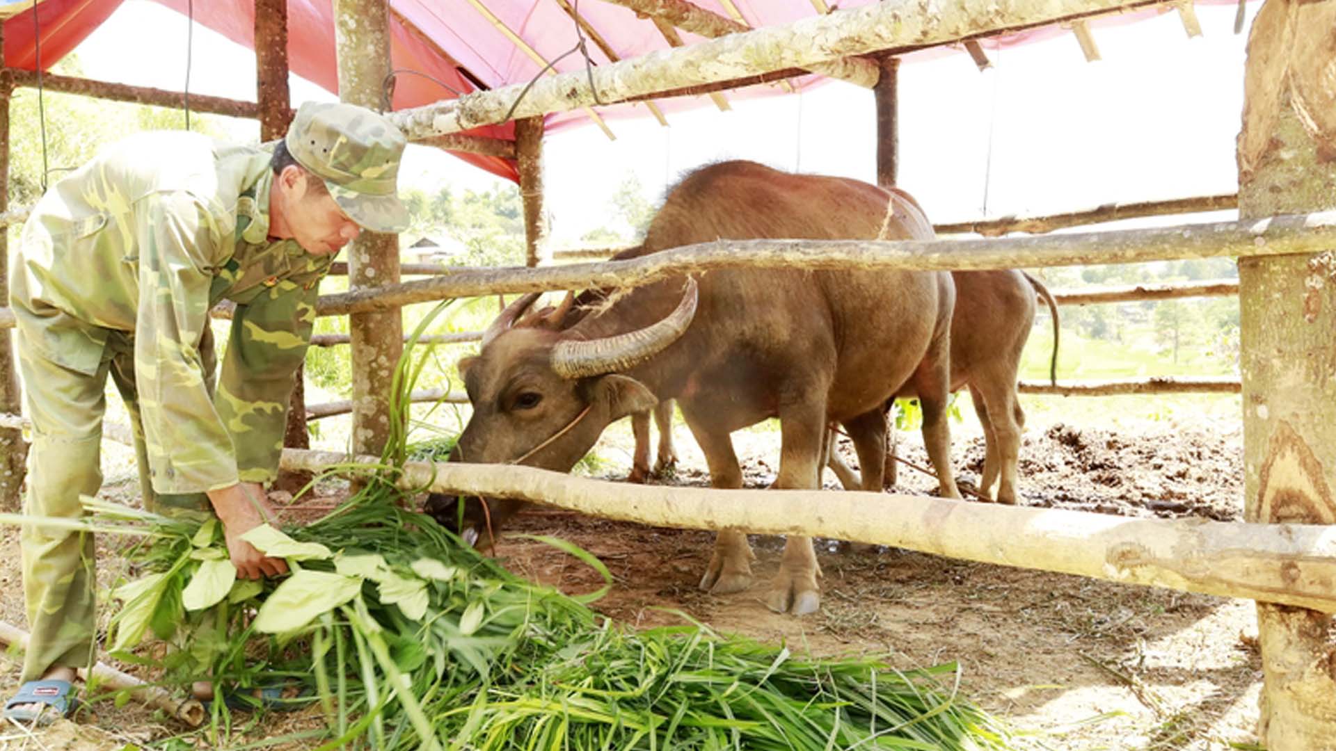 Lào Cai: Minh Lương phát triển mô hình chăn nuôi gia súc theo hình thức nuôi nhốt