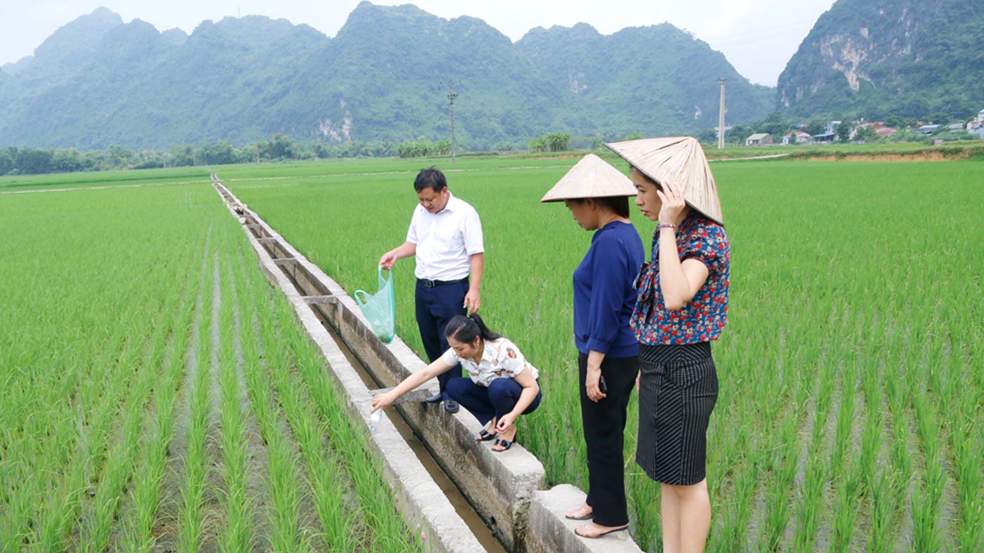 Thái Nguyên: Giống lúa Nhật có ưu thế lớn trên nhiều đồng đất