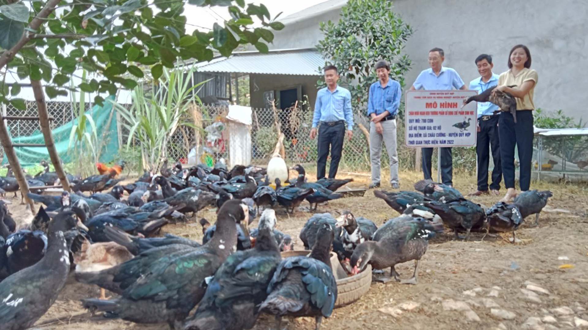 Nghệ An: Chăn nuôi ngan đen thương phẩm sử dụng chế phẩm sinh học tại Quỳ Hợp