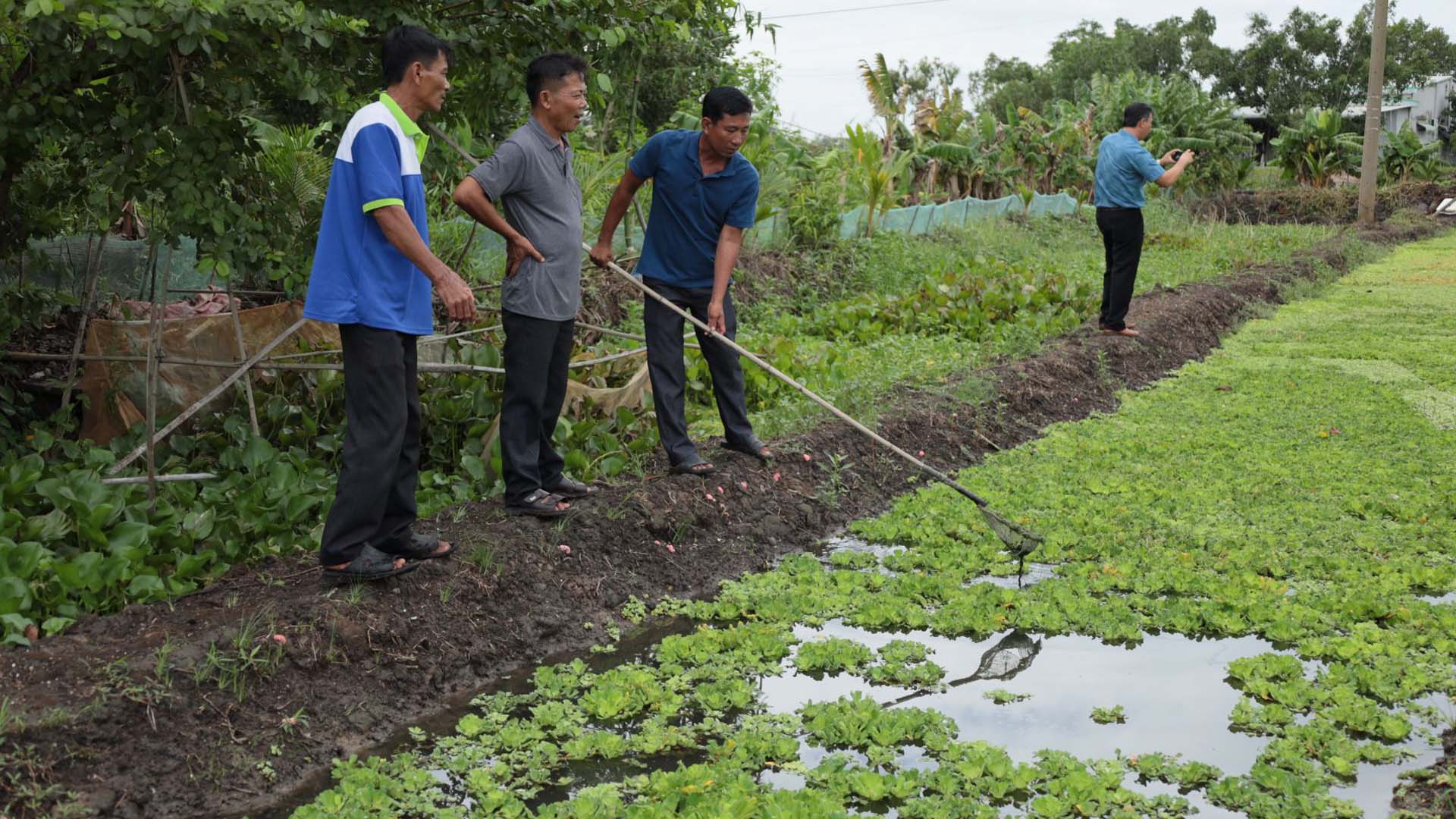 Tây Ninh: Triển vọng mô hình nuôi ốc bươu đen mang lại hiệu quả kinh tế cao