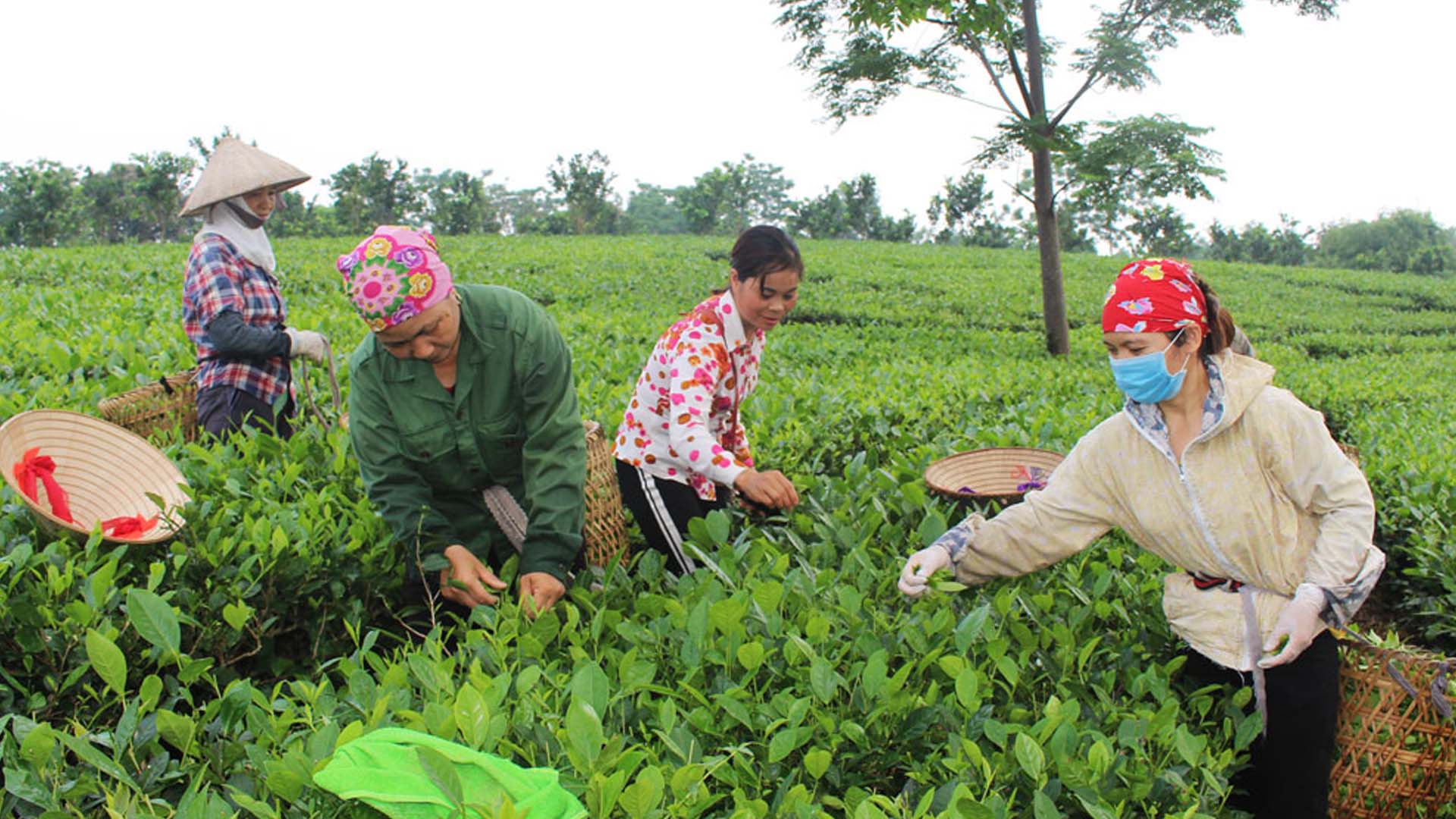 Thái Nguyên: Giá trị sản xuất nông nghiệp tại thành phố Phổ Yên đạt 126 triệu đồng/ha