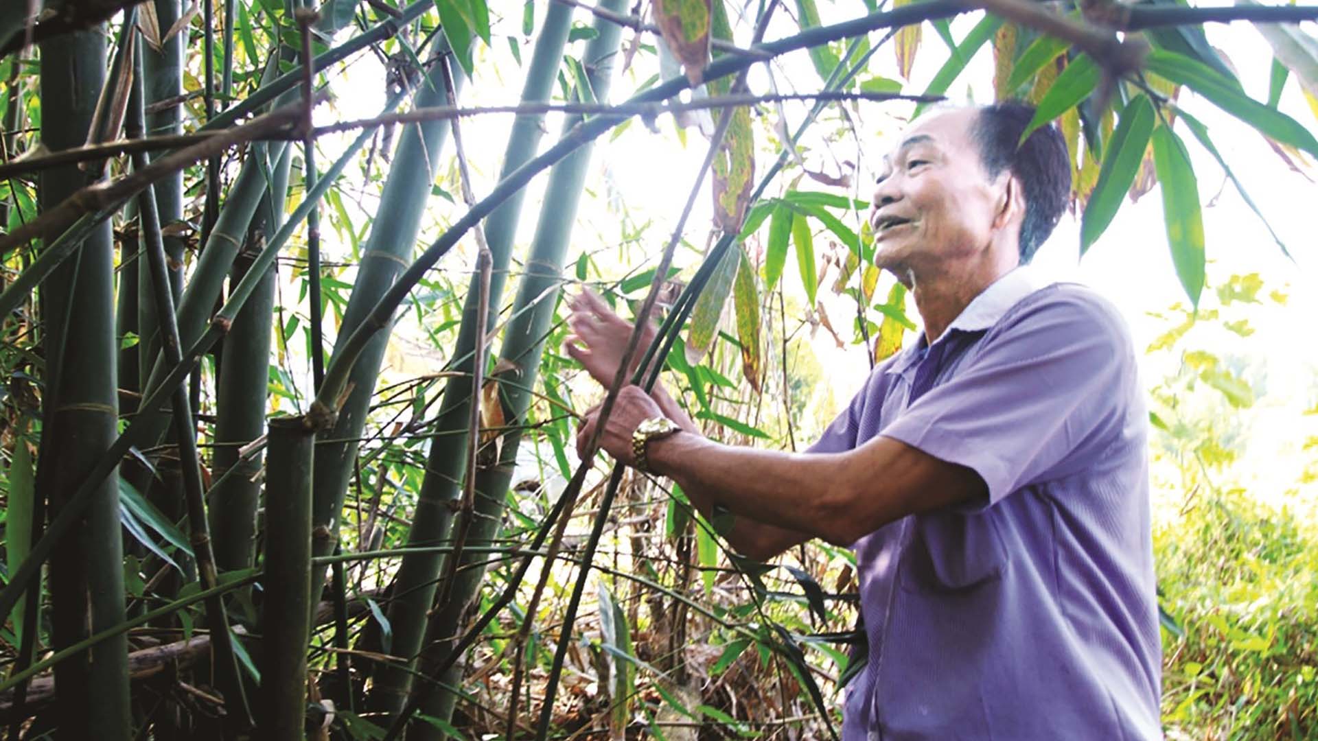 Quảng Ninh: Chuyện về người hơn 40 năm trồng tre giữ đất biên cương